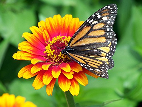 Master Zinnia Seed Mix - Zinnia sp. - 140 Premium Flower Seeds (1g) - ST27 - Perfect for Home Gardens, Landscaping & DIY Bouquets