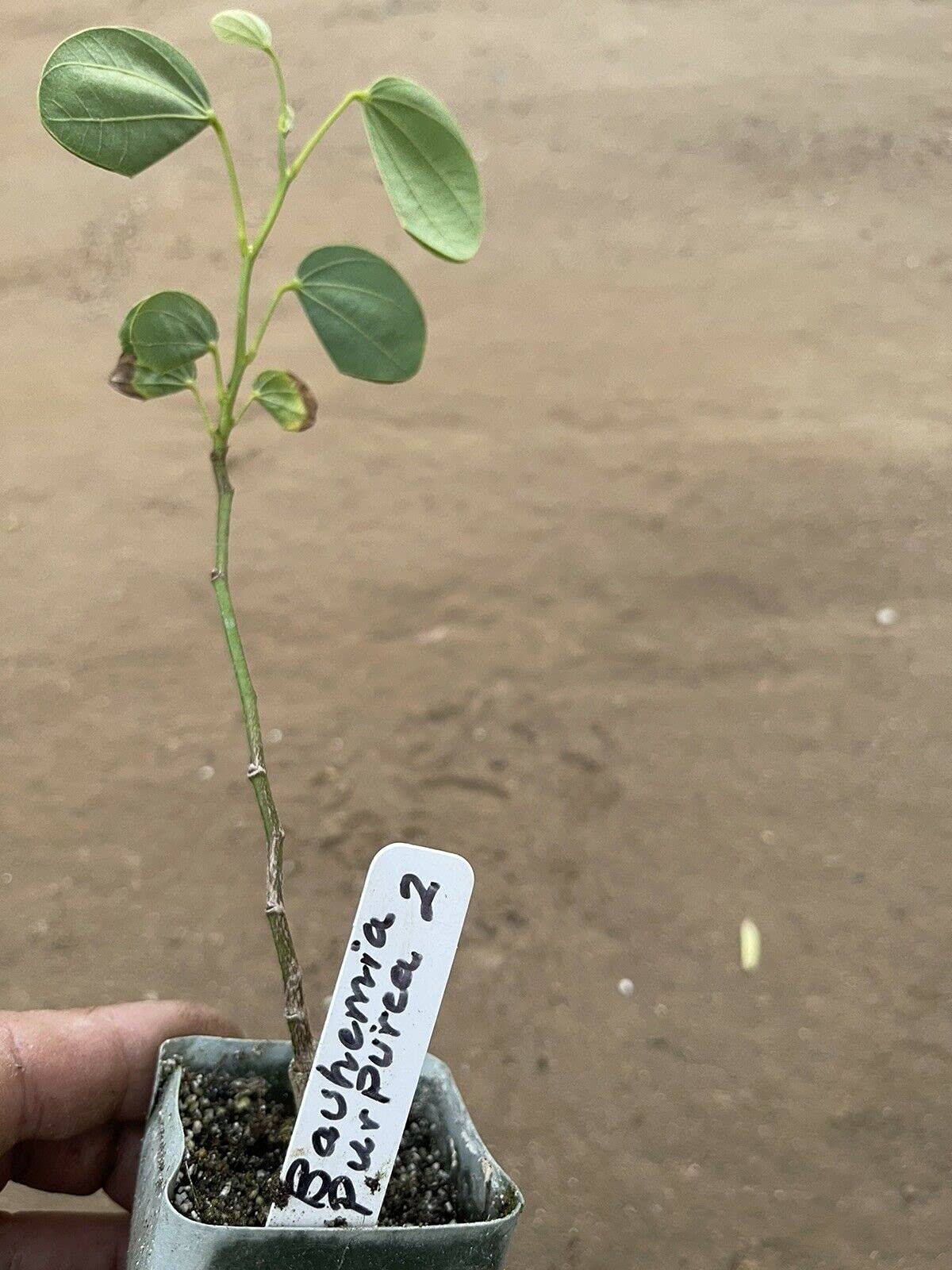 Yunakesa Live Hong Kong Orchid Tree Plant (Bauhinia Hybrid) - Purple Bloom in 2