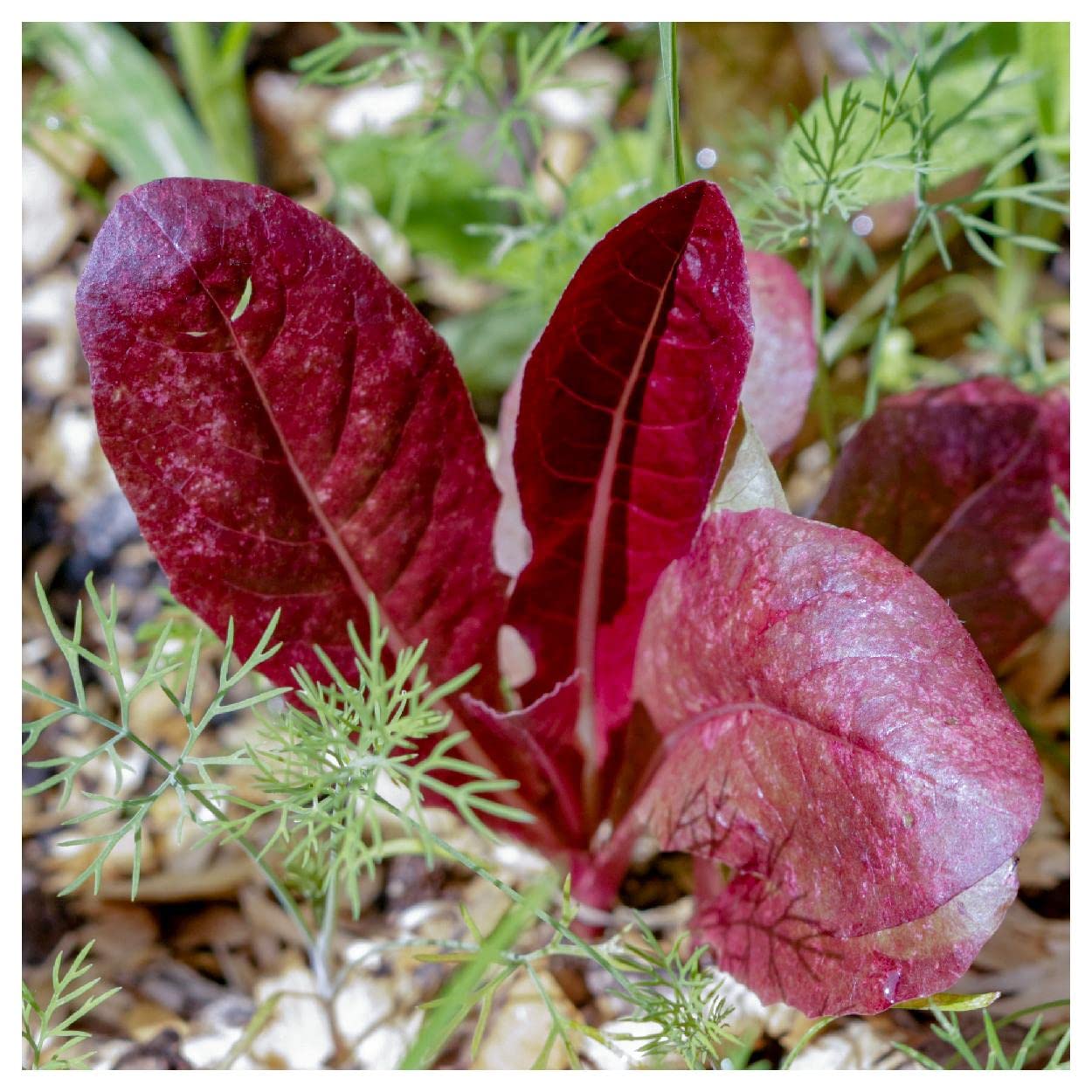 Everwilde Farms - 1000 Super Red Romaine Lettuce Seeds - Gold Vault Jumbo Seed Packet for Home Gardening, Hydroponics & Organic Farming