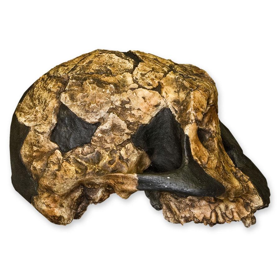 Authentic KNM ER 732 Female Skull Replica - Perfect for Anthropology Studies, Museum Displays & Educational Collections