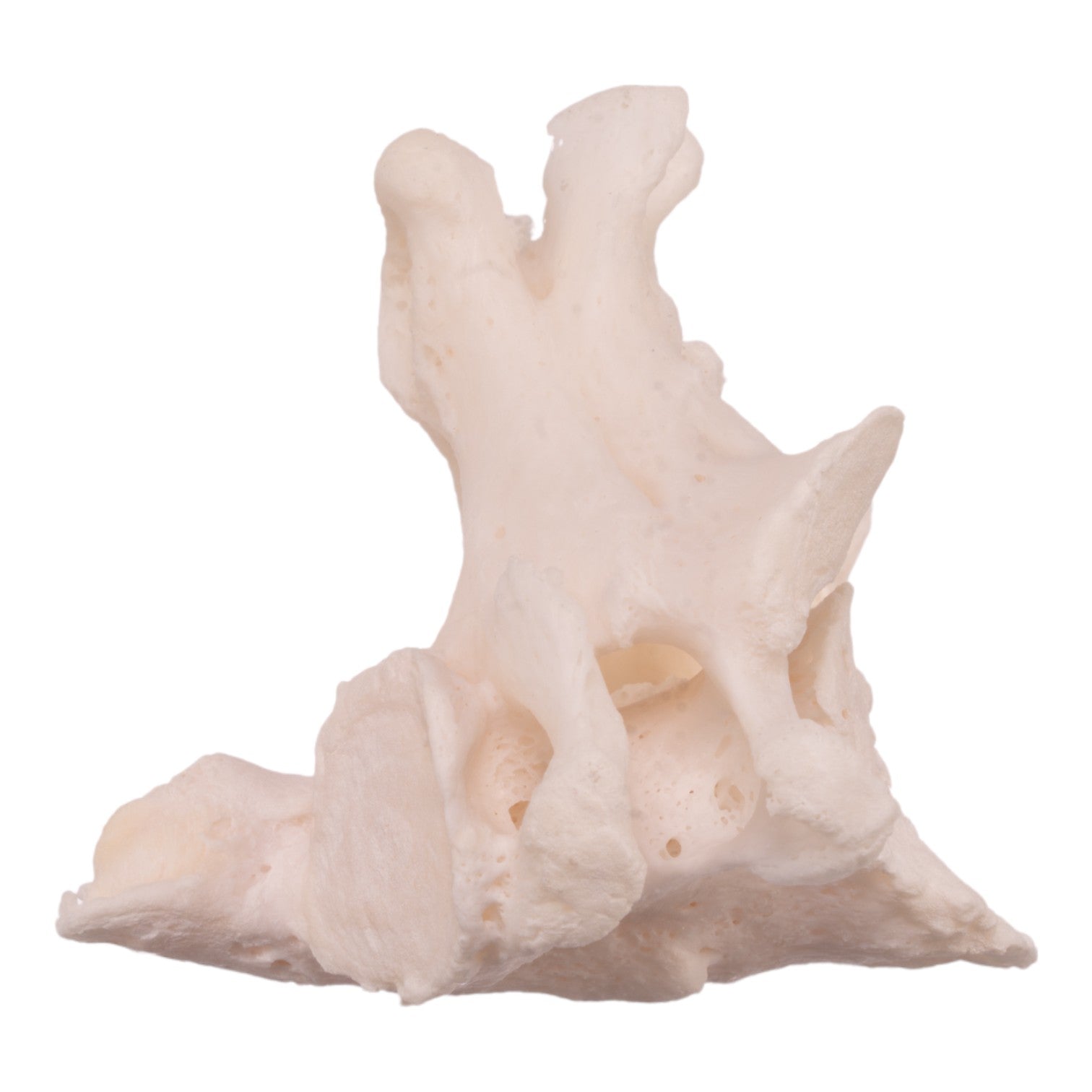 Premium Human Cervical & Axis Vertebrae Specimen - Real Research-Grade Fused Bones for Medical Study, Anatomy Education & Forensic Analysis