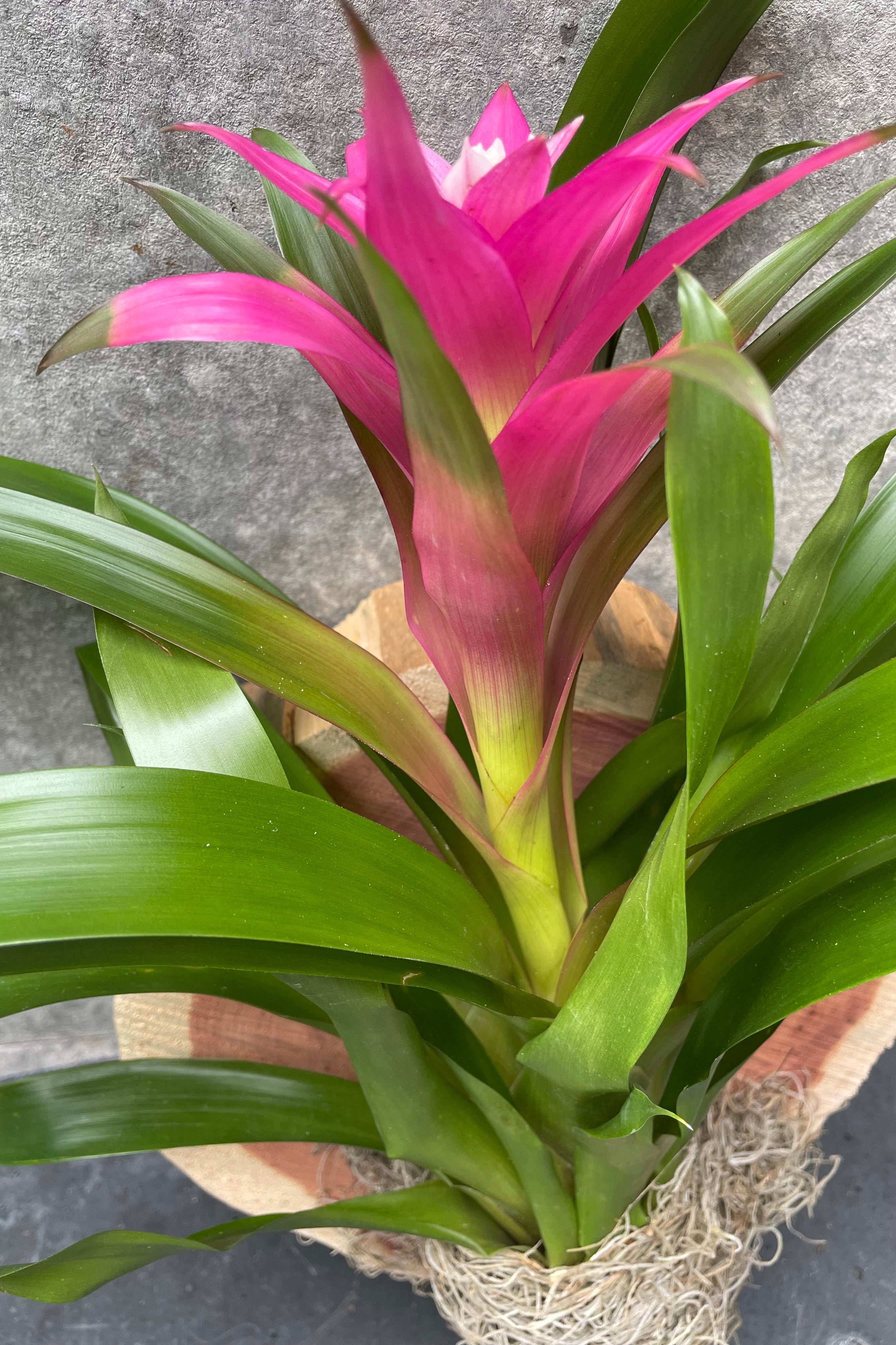 Bromeliad Guzmania Mounted on Plaque - Stunning Live Air Plant for Home & Office Decor - Perfect for Wall Art, Gifts, and Tropical Plant Lovers