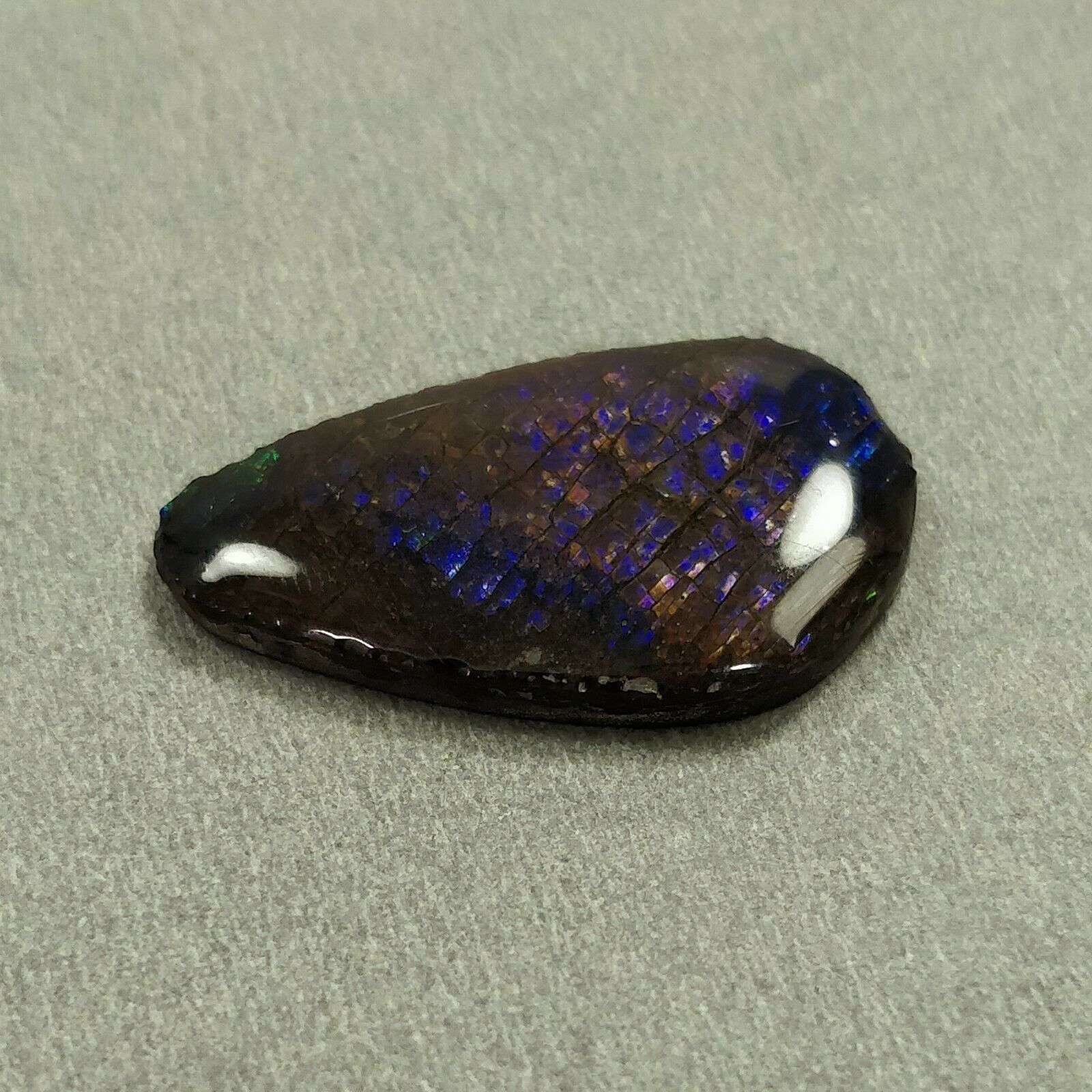Natural AMMOLITE Gemstone Cabochon - 11.75cts Bi-Color Fossilized Shell, 28x16mm Unique Shape | Jewelry Making, Wire Wrapping, Collectors Specimen (With Video)