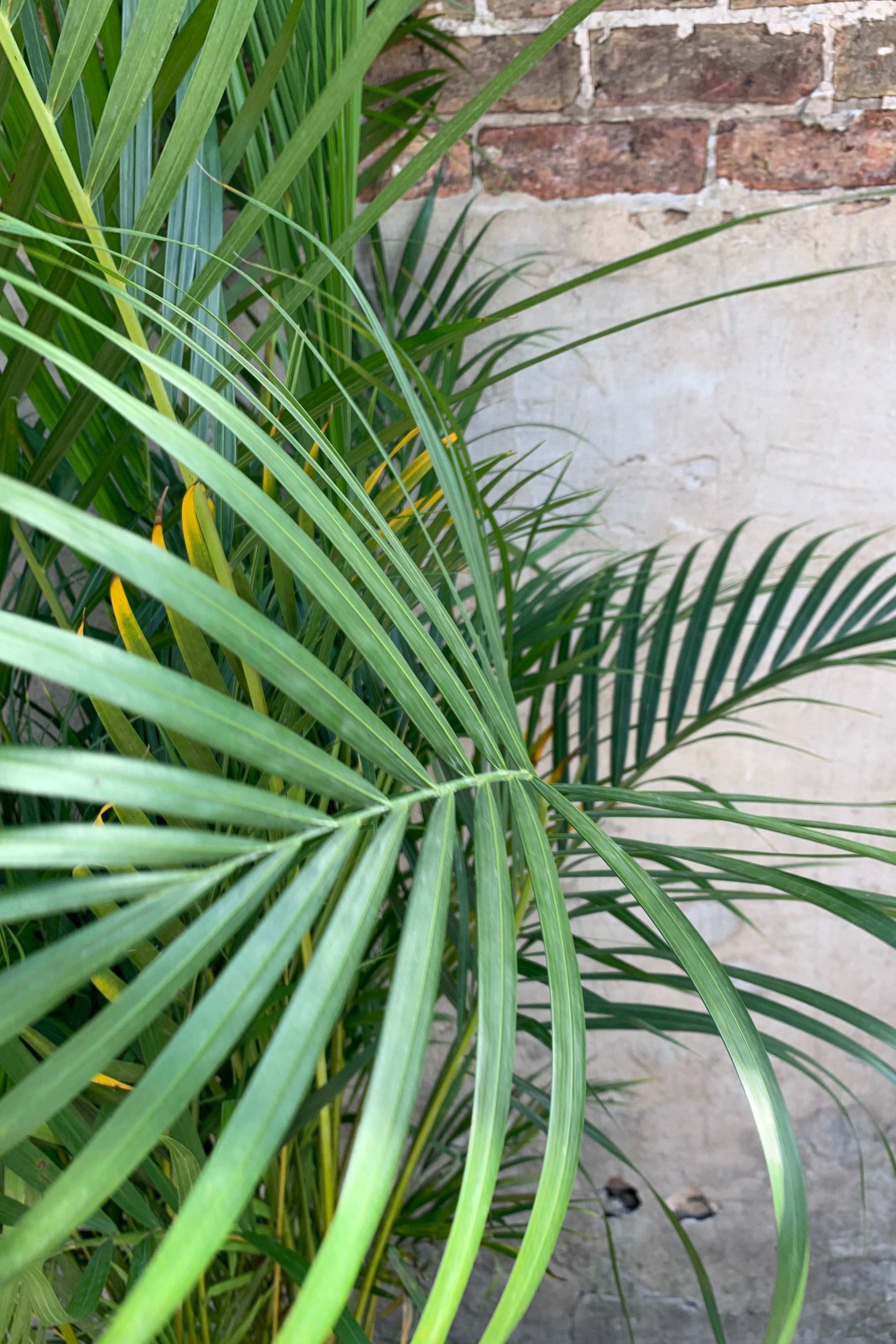 Chrysalidocarpus Lutescens Areca Palm - 14