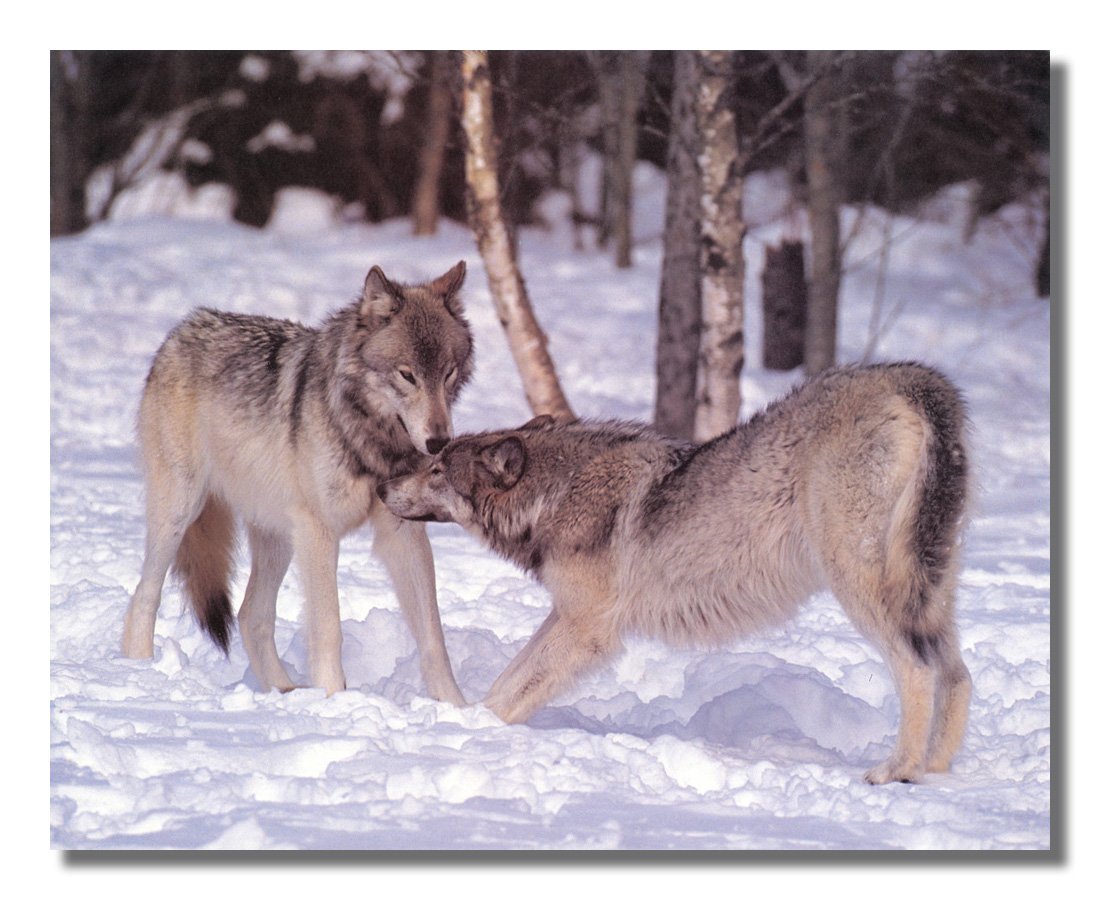 Wolf Two Grey Wolves Hug Close Up in Snow - Framed Wall Art Print for Home & Office Decor - Perfect for Living Room, Bedroom, or Cabin