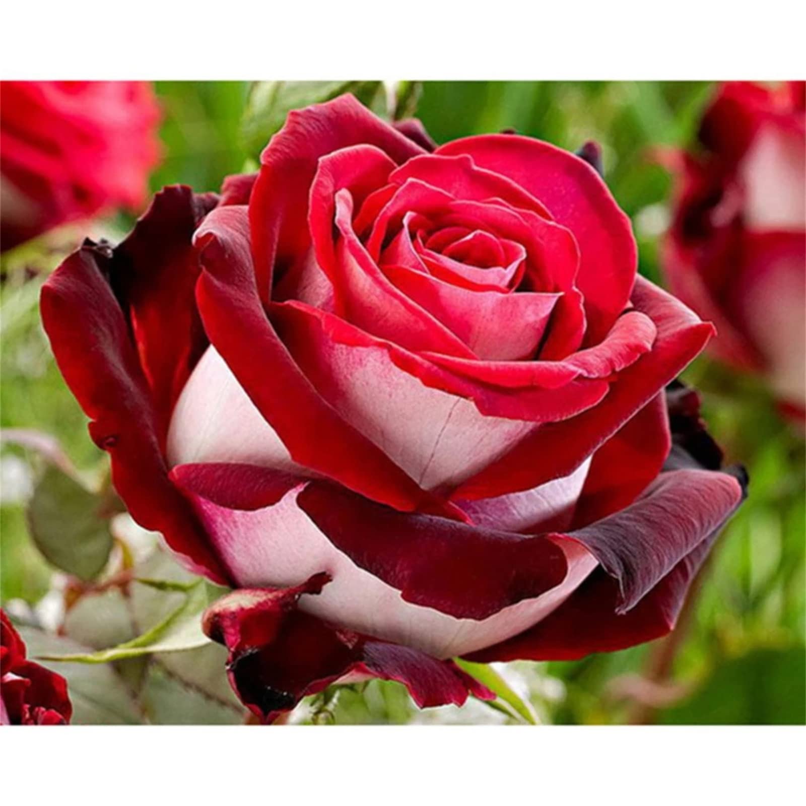 5D Diamond Painting Kit - Red Flowers Full Round Drill Art for Adults & Beginners, 10x12 Inch (25x30cm) DIY Home Wall Decor, Perfect Gift for Relaxation & Stress Relief - Living Room, Bedroom, Office Decor