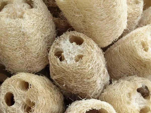 **100% Pure Organic Loofah Sponge - Natural Body Scrubber (Pack of 8, 12-18cm) for Exfoliating & Soft Skin | Best for Bath, Shower & Spa**
