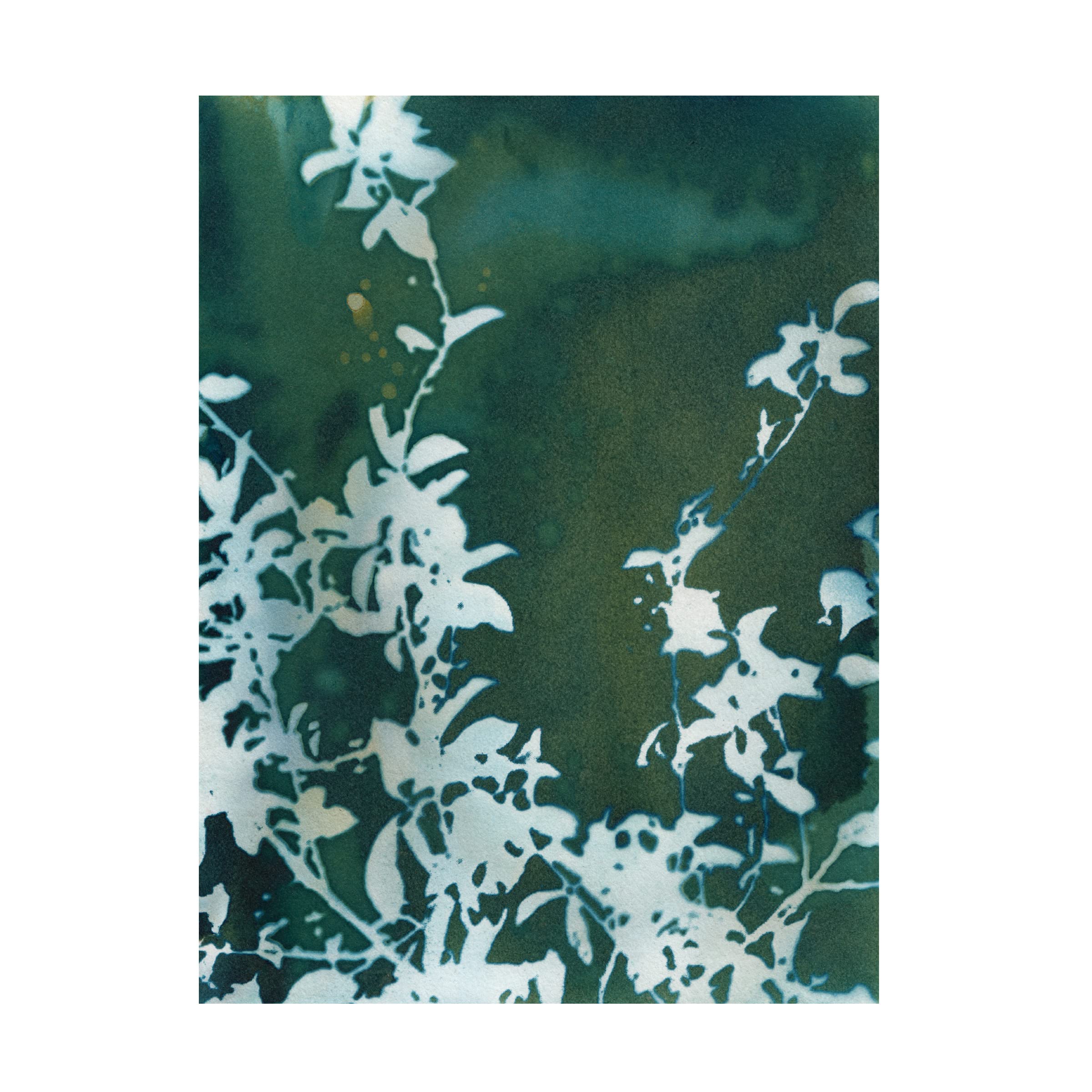 Krista McCurdy 'Dark Garden' Canvas Art Print - Floral Wall Decor for Living Room, Bedroom & Office - Trademark Fine Art Collection