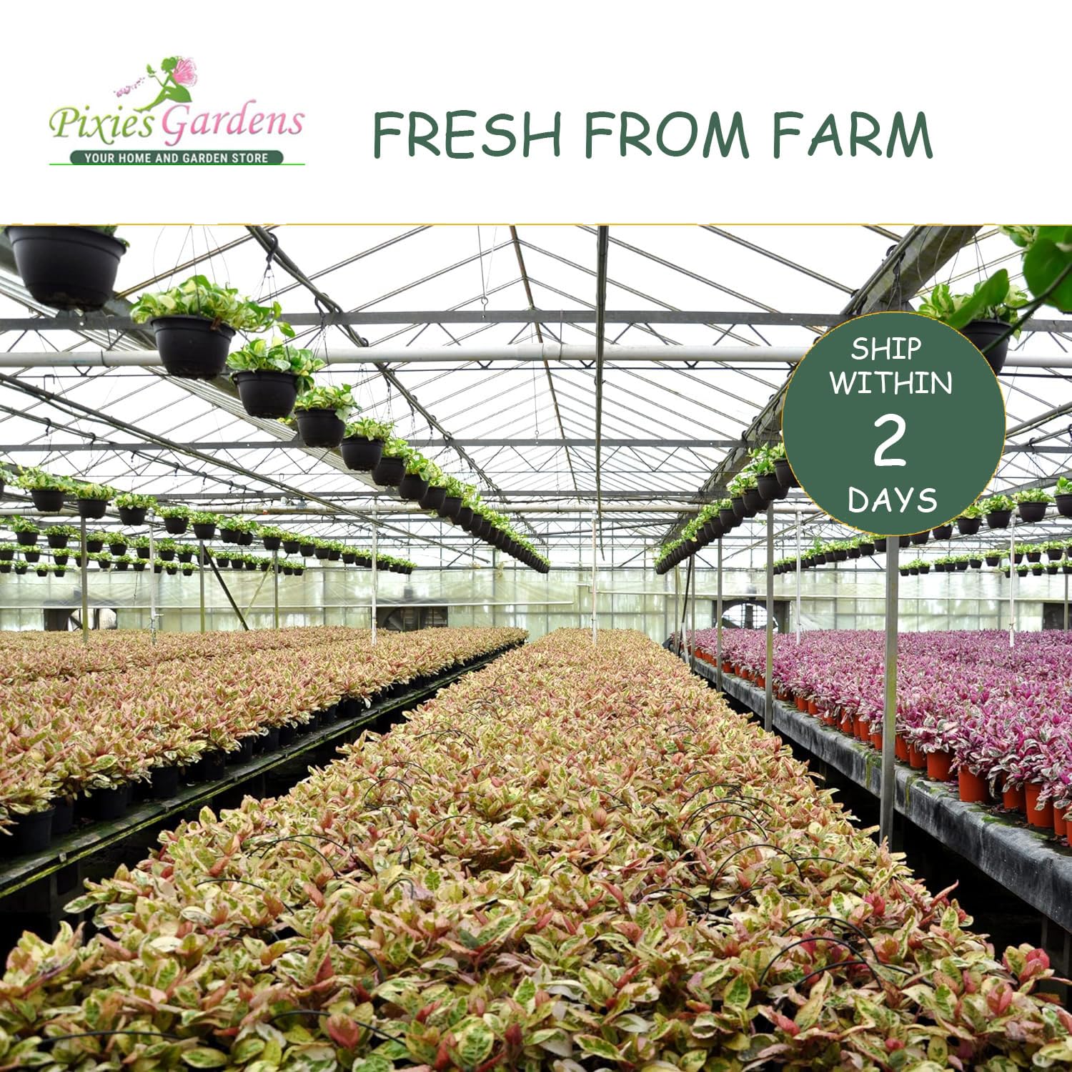 Pixies Gardens Heritage Raspberry Live Fruit Plant - Award-Winning Large Red Berries, Sweet & Firm (1 Gallon, Set of 2 Potted Plants) – Perfect for Home Gardens, Fresh Eating & Jams