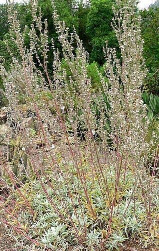 Sacred White Sage (Salvia Apiana) Seeds - 75 Count, Silver Foliage Native Smudging Herb for Spiritual Cleansing & Aromatherapy | Perfect for Meditation, Yoga, and Home Purification Ceremonies