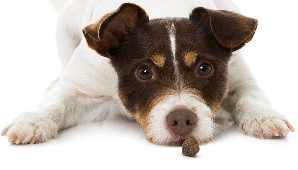 Pet Greens Tasty Lamb Semi-Moist Dog Treats - Natural & Healthy Training Snacks for Small & Large Dogs - Perfect for Reward, Training & Outdoor Adventures