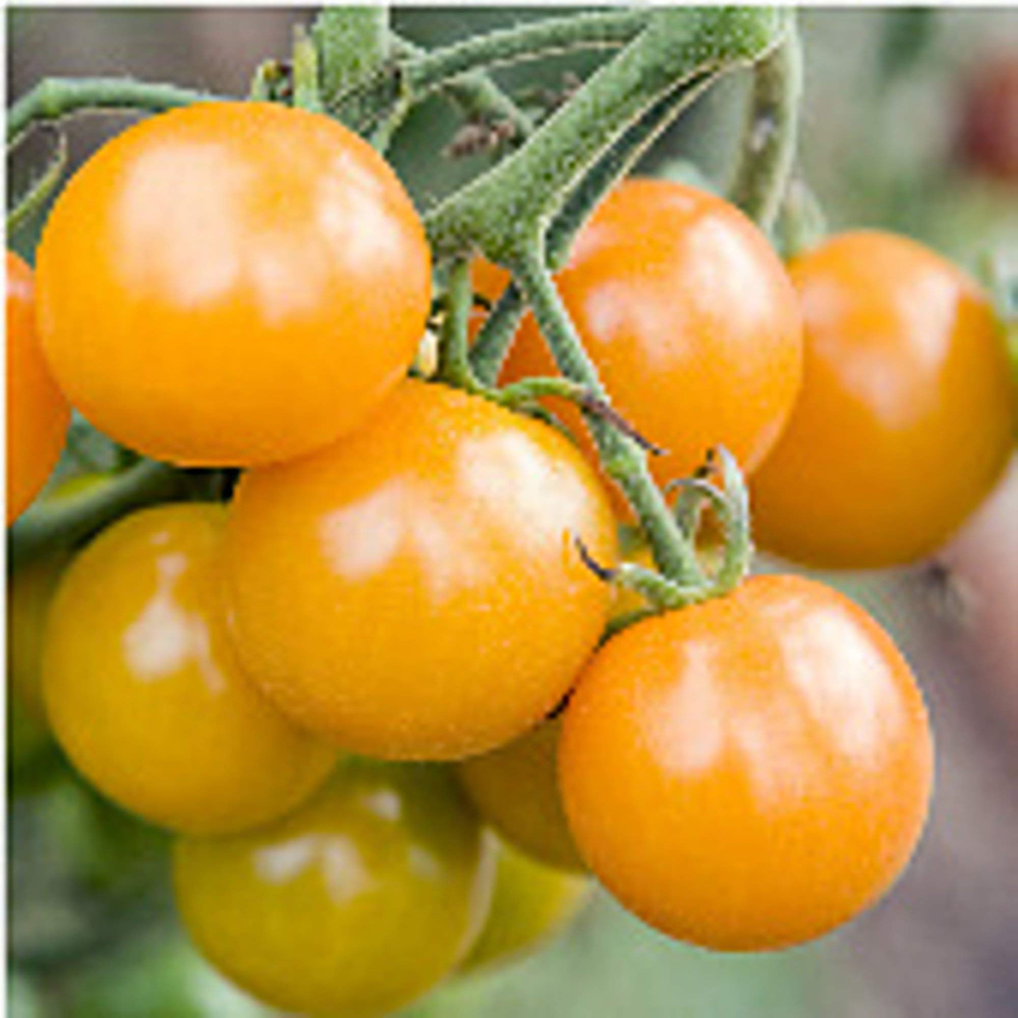 Organic Sungold Tomato Seeds (20+ Seeds) - Non-GMO, Heirloom Cherry Tomato Variety for Home Garden, Greenhouse & Container Planting - Sweet, Golden-Orange Fruits for Salads, Snacking & Fresh Eating