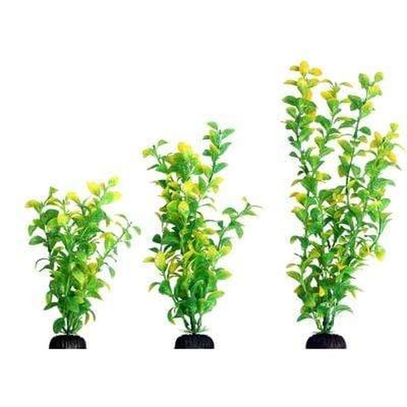 Aqua One Ecoscape Green Hygro - Premium Aquatic Plant for Freshwater Aquariums | Perfect for Aquascaping, Fish Tanks & Planted Aquariums