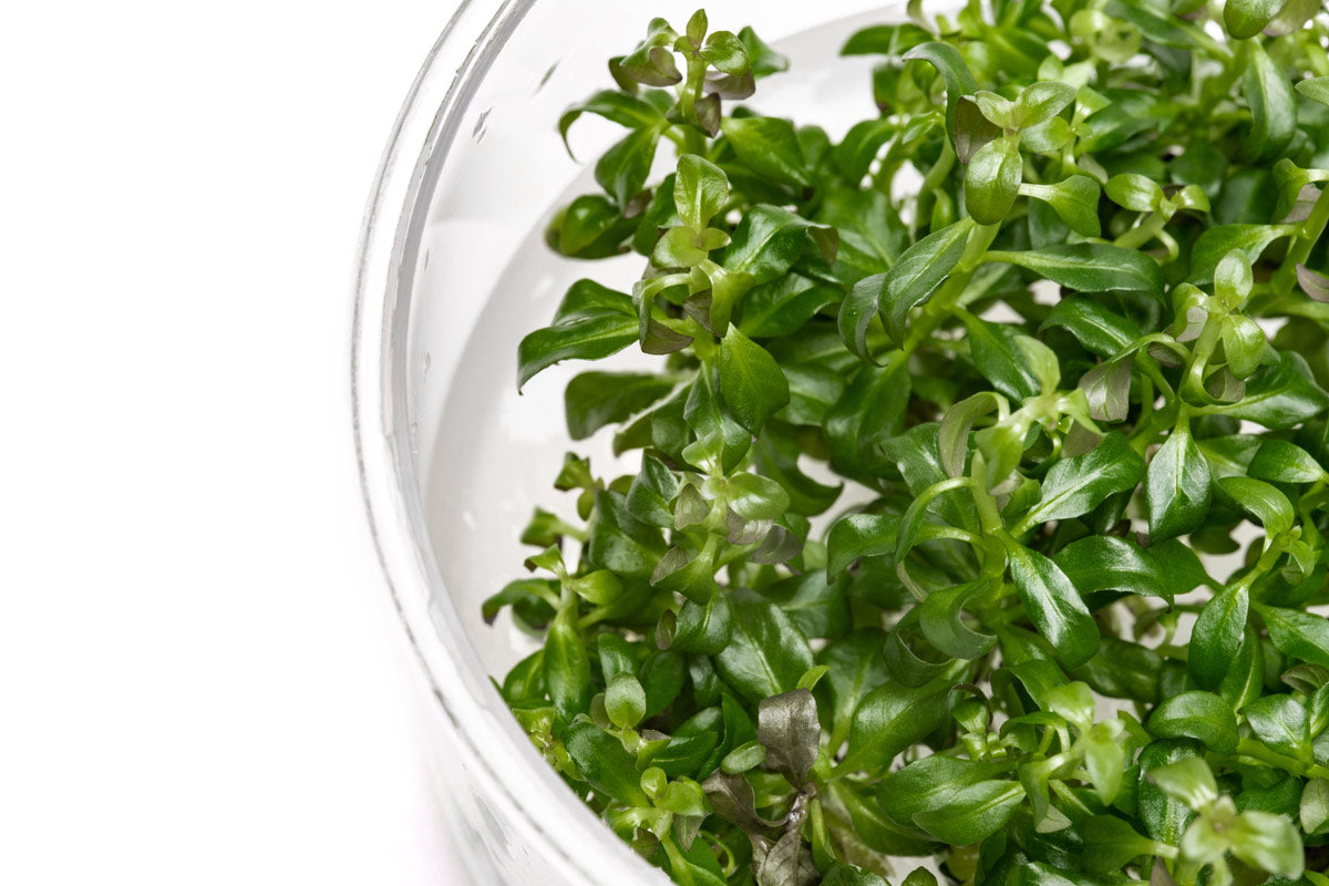 Ludwigia Peruensis Aquatic Plant Tissue Culture - Perfect for Aquascaping, Fish Tanks & Freshwater Aquariums