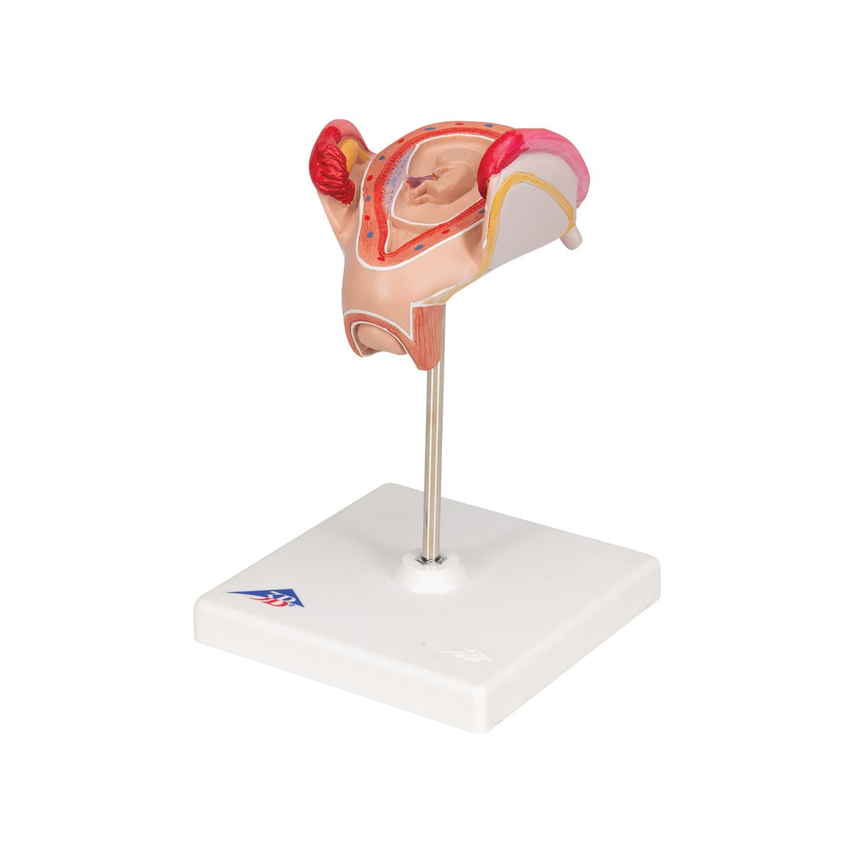 2-Month Human Embryo Model - High-Quality Educational & Medical Training Tool for Students, Doctors, and Researchers | Perfect for Anatomy Study, Classroom Demonstrations & Medical Research