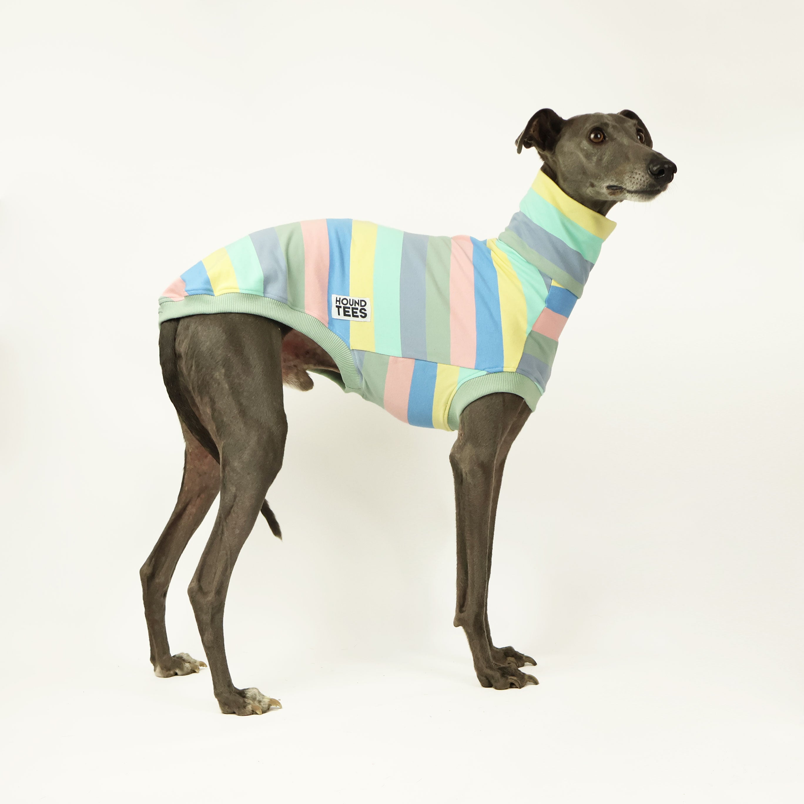 Blueberry Cheesecake Whippet Sleeveless Sweater - Cozy Dog Pullover for Small Breeds - Perfect for Indoor Lounging & Photo Shoots