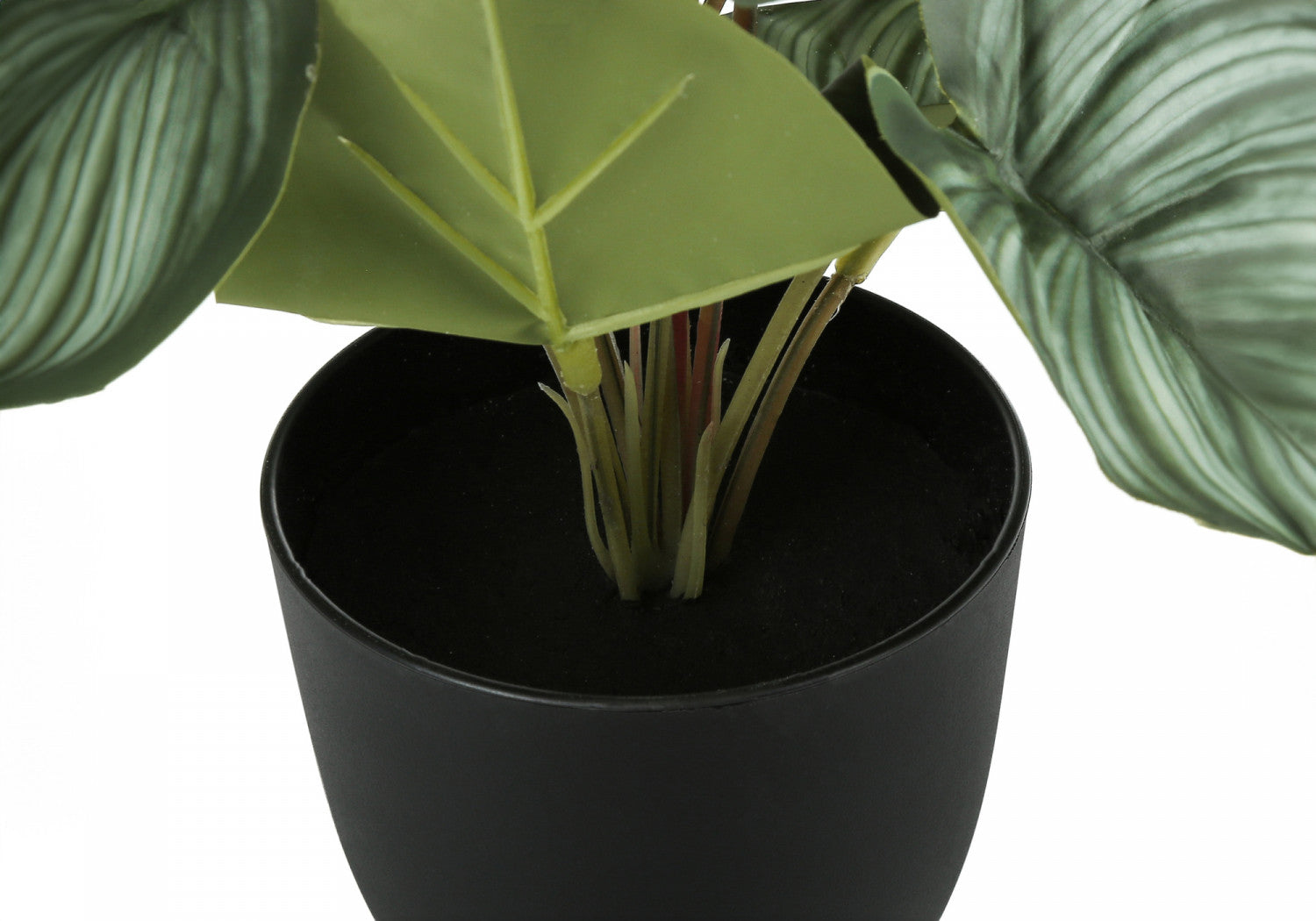 Epipremnum Aureum (Pothos) Live Plant - Set of 2 with 4 Black Pots - Low Maintenance Indoor Houseplant for Home, Office Decor & Air Purification