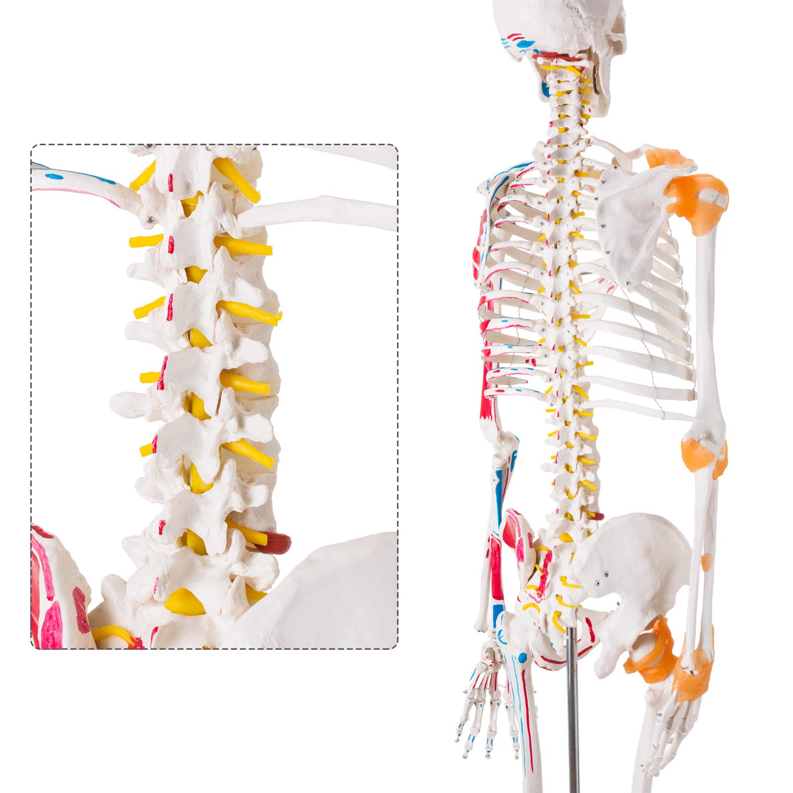 Life-Size Anatomical Human Skeleton Model with Spinal Nerves, Muscle Attachments & Joint Ligaments - Detailed Medical Study Skeleton for Anatomy Students & Professionals - Perfect for Classrooms, Labs & Medical Training (Includes Rolling Stand)
