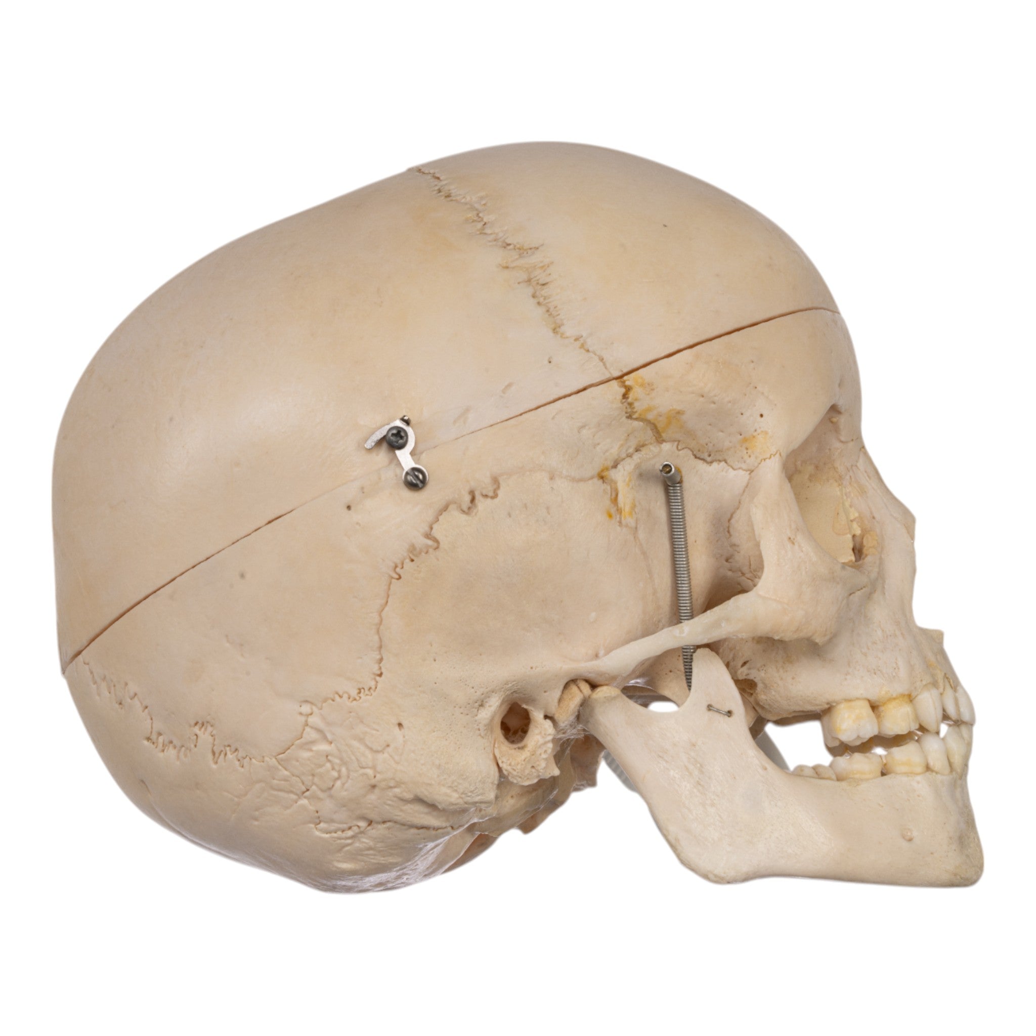 Authentic Human Child Skull Model - Medical & Educational Specimen for Anatomy Study, Halloween Decor, and Horror Props