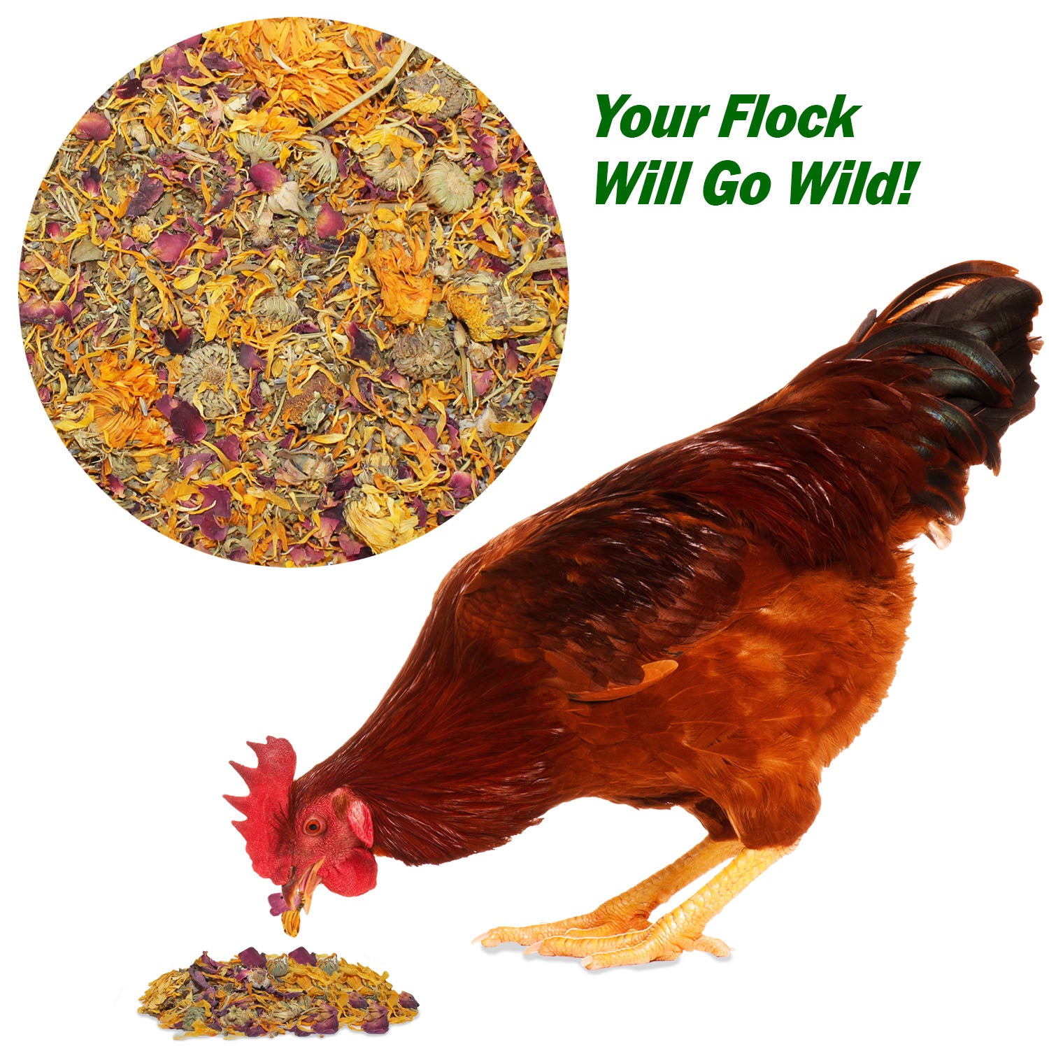 Premium Eggcellent Chicken Nesting Herbs - Natural Backyard Chicken Treat for Healthy Eggs & Happy Hens - Perfect for Coop Enrichment & Poultry Care