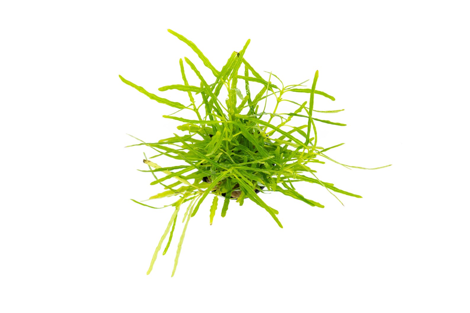 Hemigraphis Repanda Green - Purple Waffle Plant for Indoor & Outdoor Gardens - Perfect for Home Decor, Office Spaces, and Landscaping