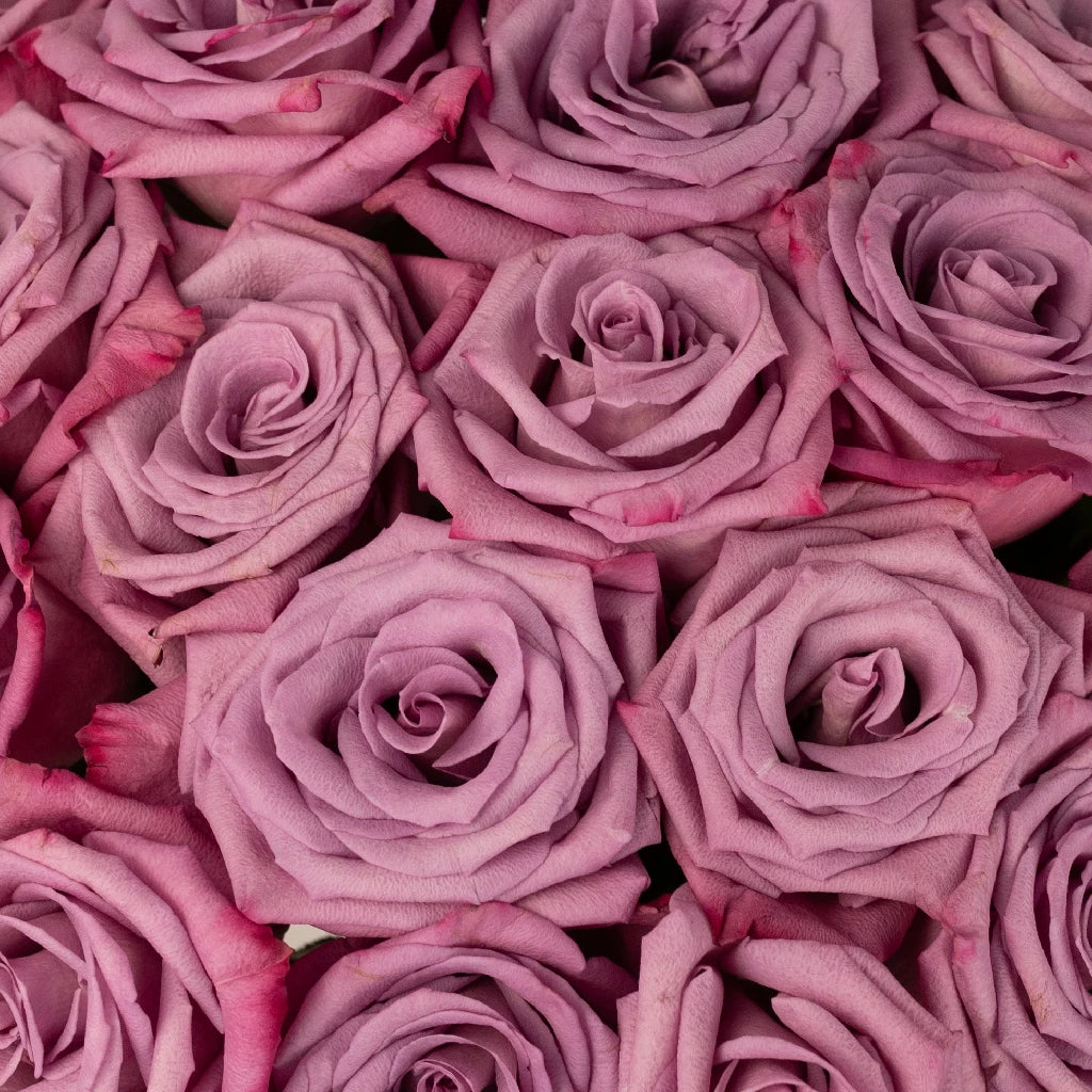 Antique Mauve Fresh Cut Roses - Premium Long Stem Roses for Weddings, Anniversaries, and Home Decor | Perfect for Bouquets, Centerpieces, and Romantic Gifts