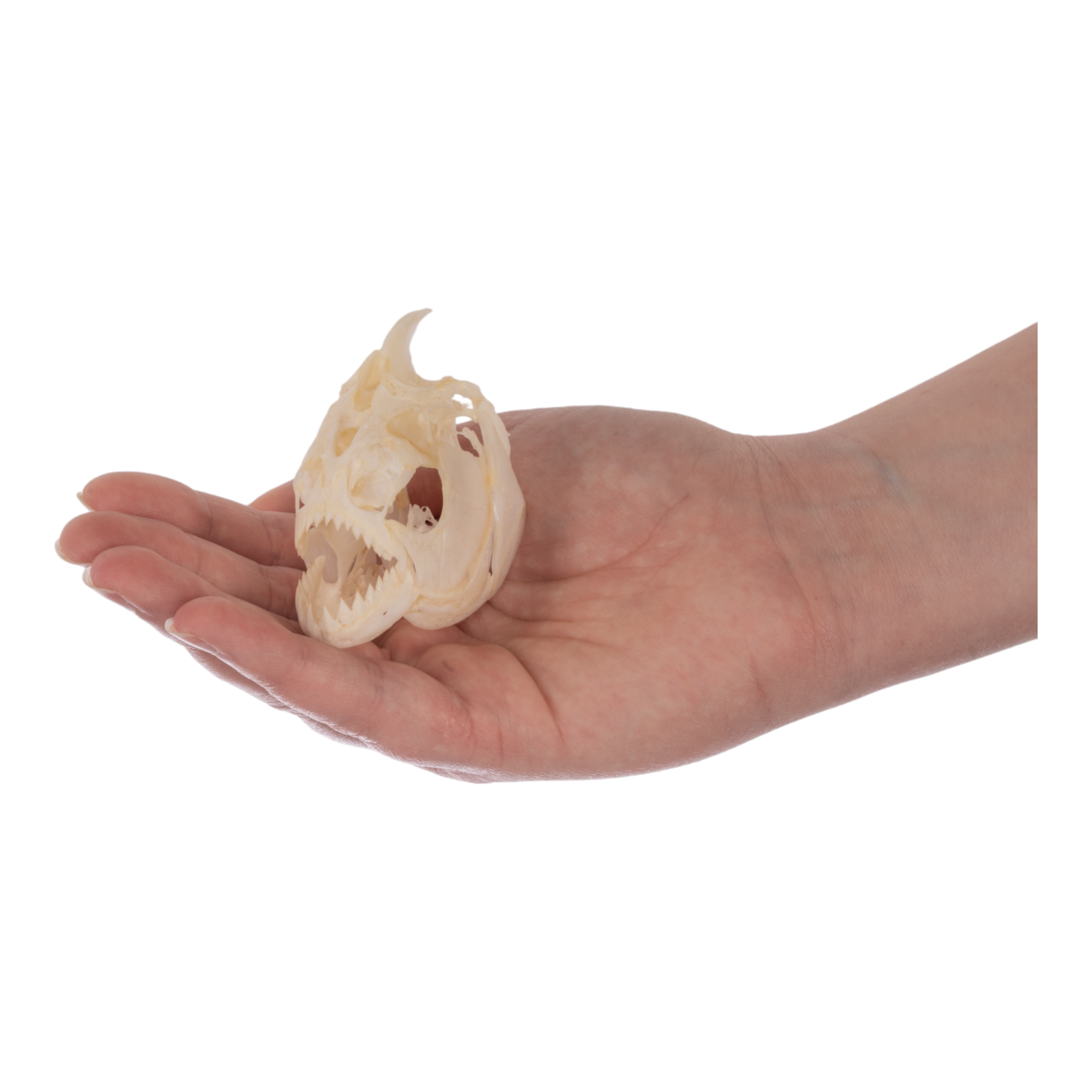 Authentic Red-Bellied Piranha Skull Specimen - Taxidermy Oddity for Science Display, Horror Decor & Halloween Props