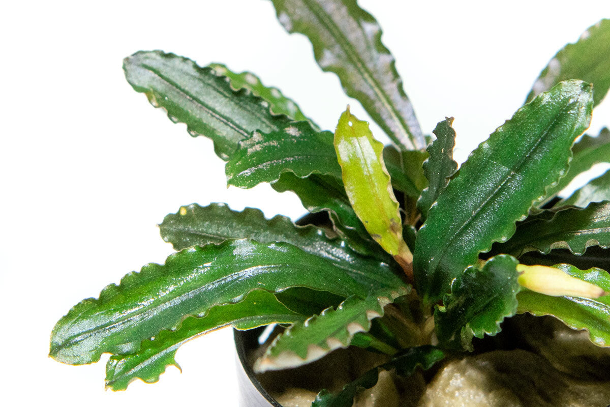 Bucephalandra Biblis Live Aquarium Plant - Rare Aquatic Plant for Fish Tanks, Aquascaping & Freshwater Aquariums | Perfect for Low-Tech Tanks, Shrimp Habitats & Natural Decor