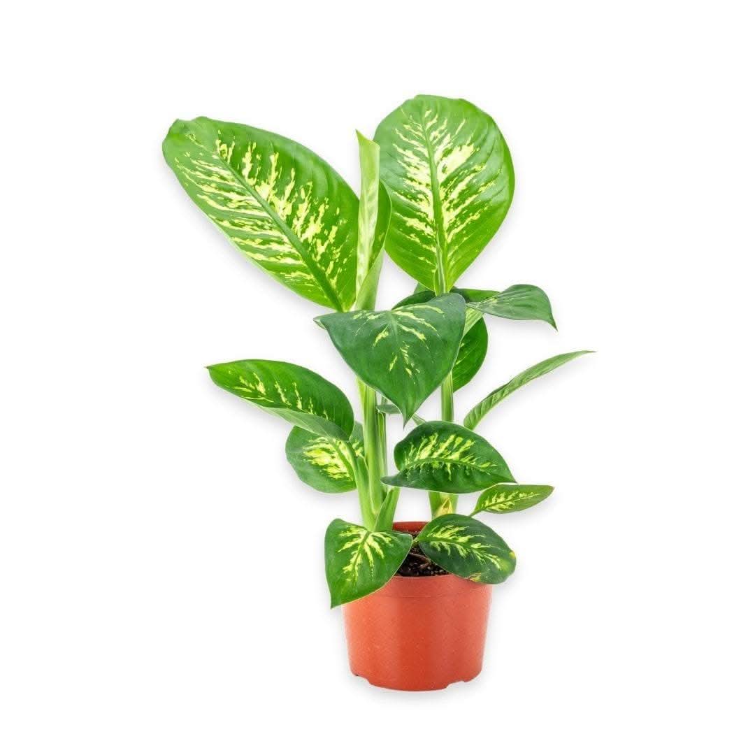 Tropic Snow Dieffenbachia Plant - Live Indoor Tropical Houseplant for Home & Office Decor - Perfect for Living Rooms, Bedrooms, and Workspaces