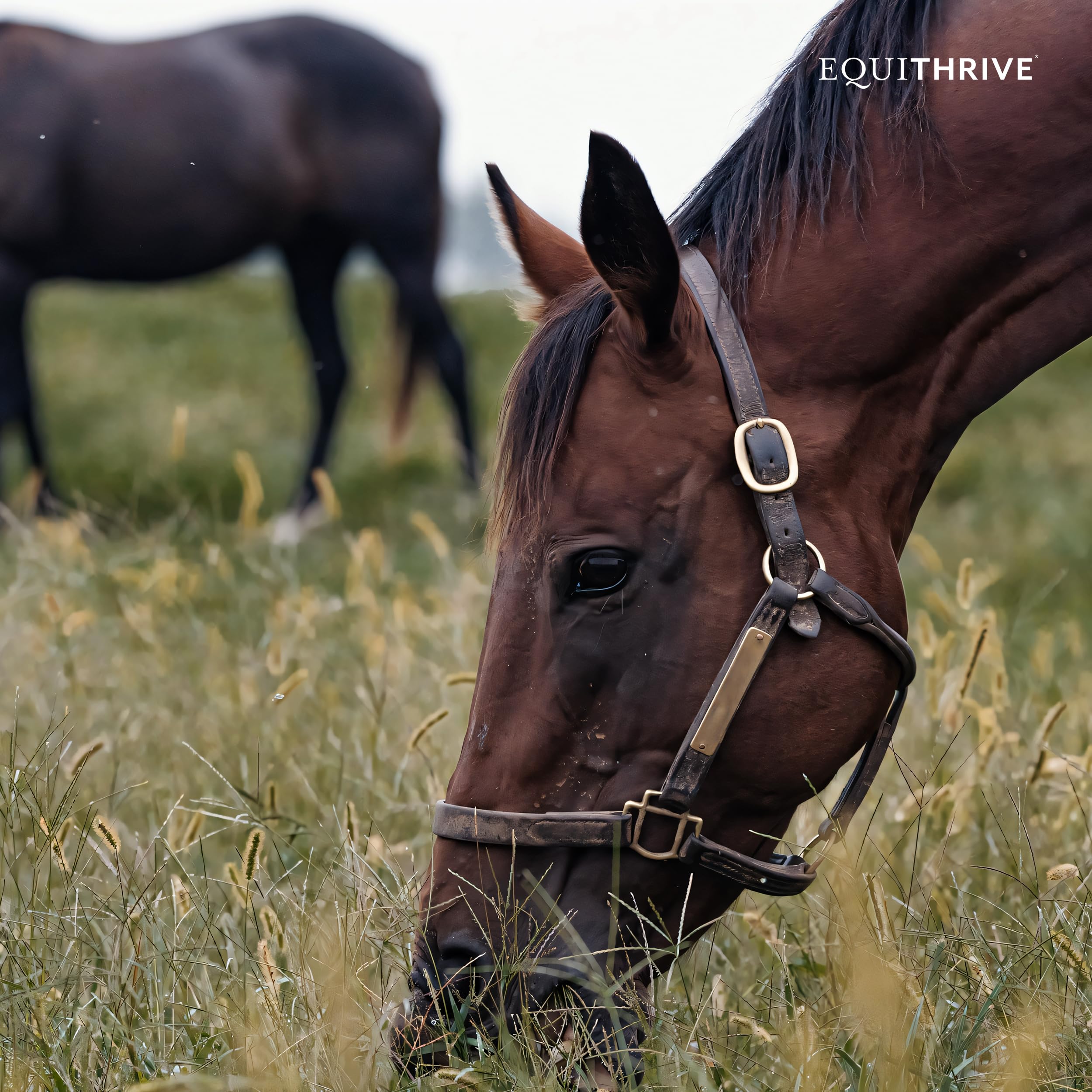 Equithrive Vitamin E Pellets for Horses with Omega 3 & Antioxidant Support - 10 lb Equine Supplement for Muscle Recovery & Immune Health | Perfect for Performance Horses & Senior Equine Care