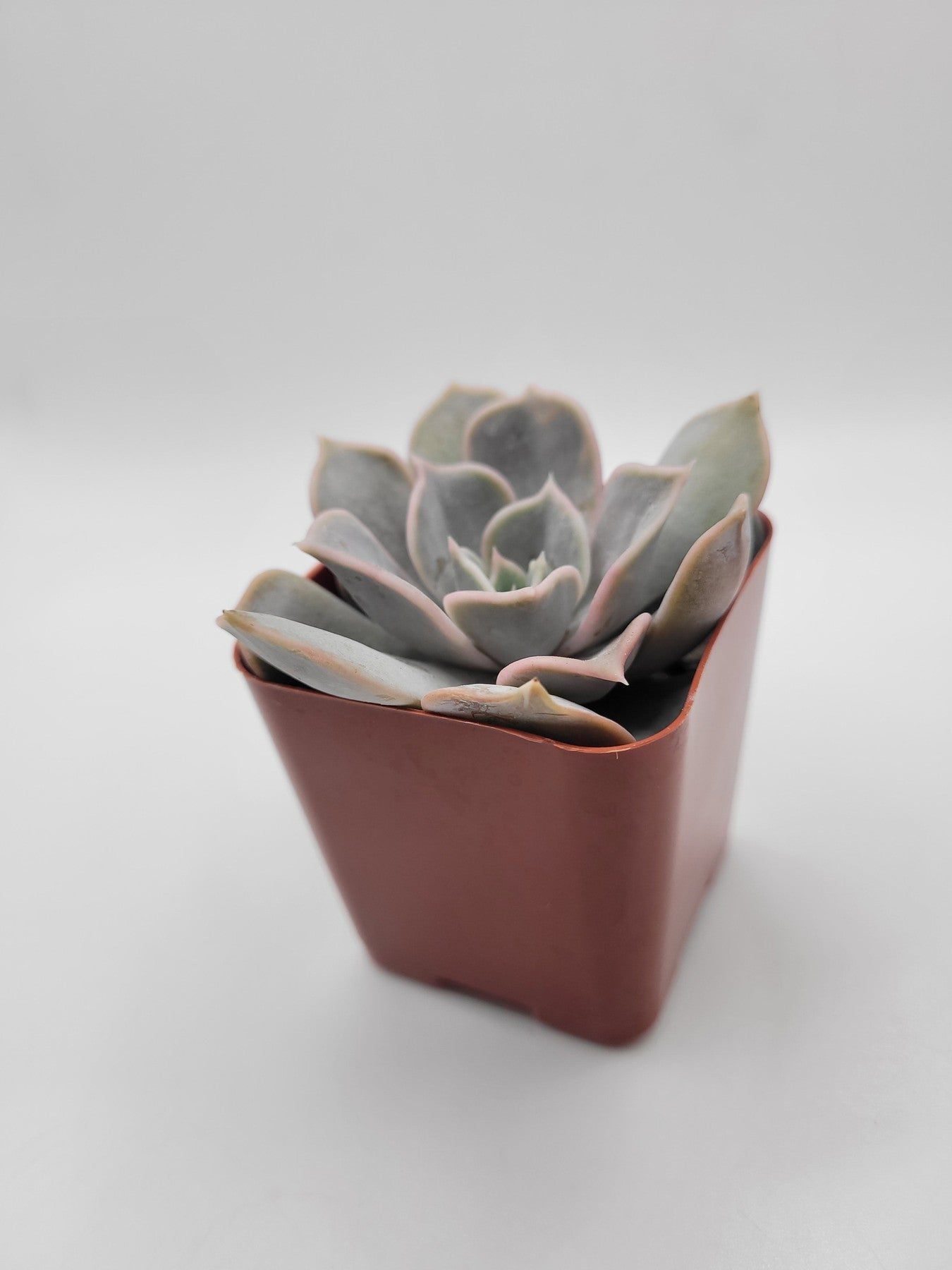 Echeveria Lilacina (Ghost Echeveria) - Rare Succulent Plant for Home Decor, Office Desk, or Garden Arrangement