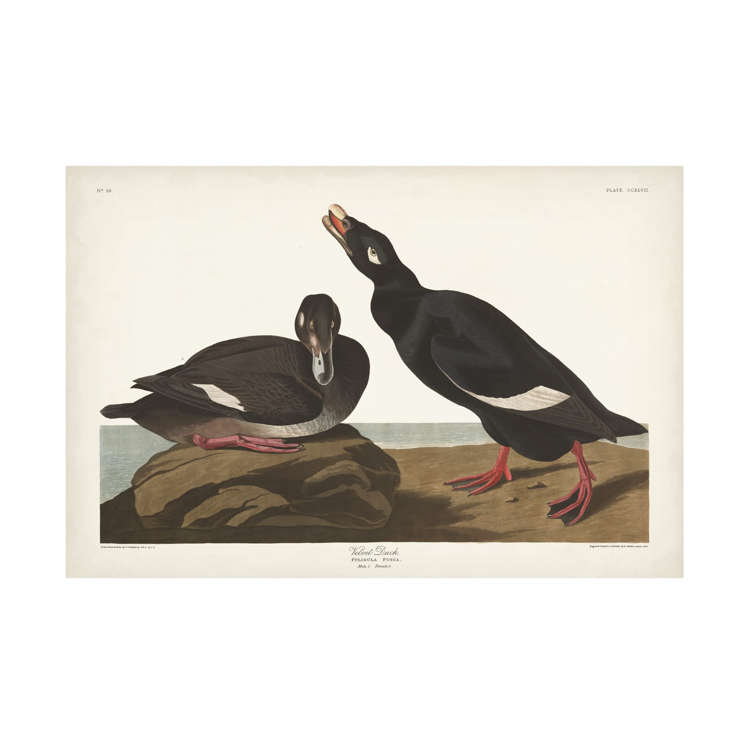 Trademark Fine Art 'Velvet Duck' Canvas Wall Art by John James Audubon - 30x47 Inches - Premium Wildlife Home Decor for Living Room, Bedroom & Office