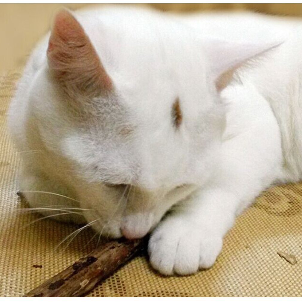 5 PCS Cat Teeth Grinding Chew Toys with Catnip - Dental Care Molar Snack Sticks for Kittens & Adult Cats - Perfect for Teething, Stress Relief and Playtime