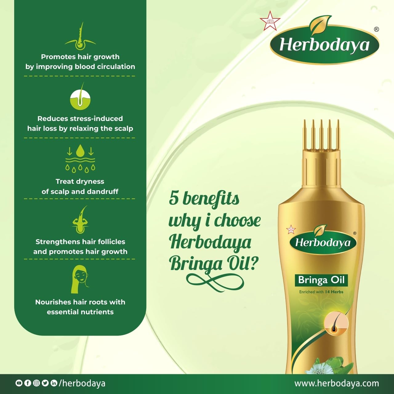 Herbodaya Bringa Oil - 50ml - 100% Natural Ayurvedic Hair Oil with 14 Herbs for Hair Growth, Dandruff & Scalp Care - Perfect for Daily Hair Massage & Night Treatment
