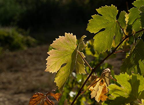 20x30 Inch Fall Grape Harvest Vine Laminated Poster - Vibrant Colors & High-Quality Print - Perfect for Home Decor, Kitchen, Dining Room & Office Wall Art