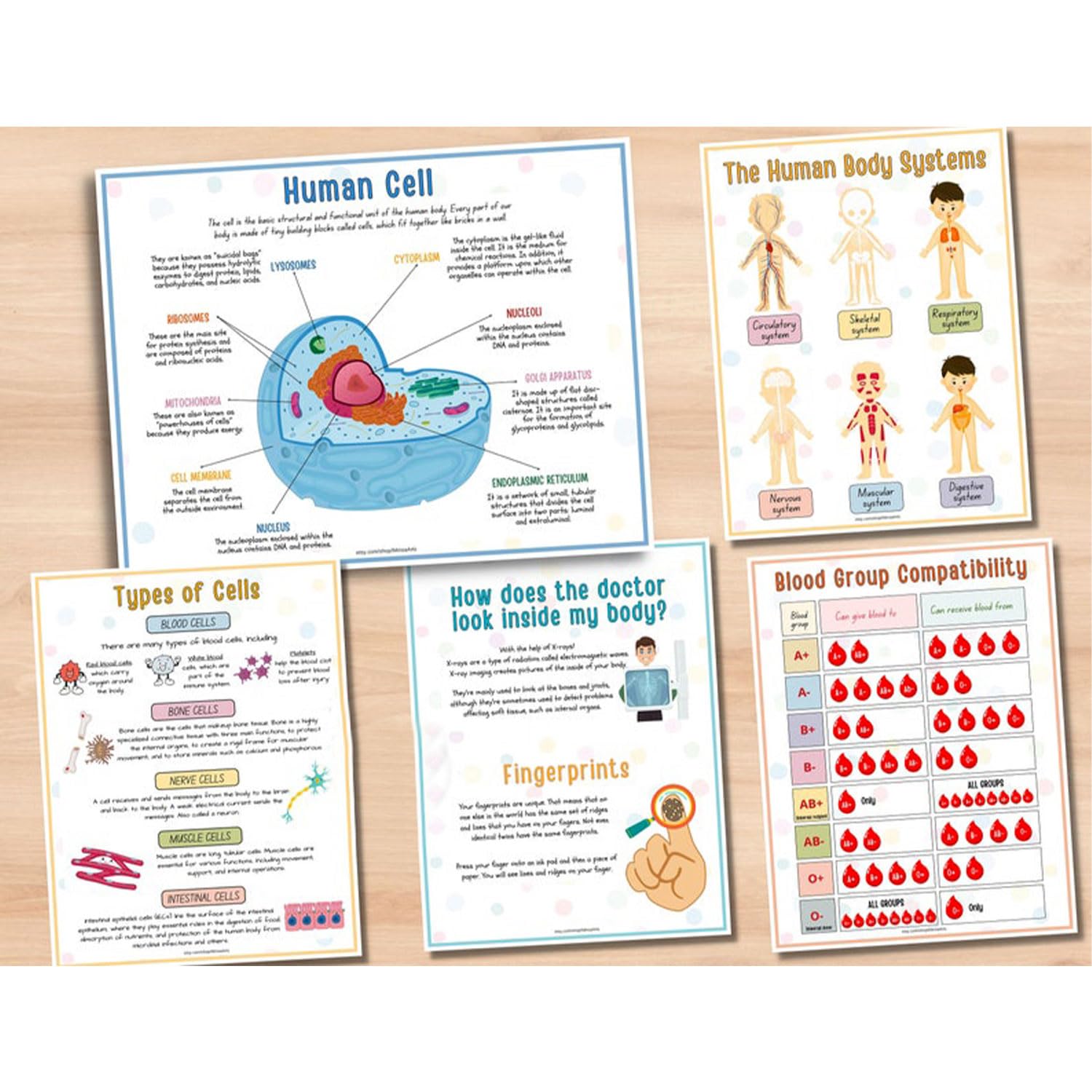 Montessori Human Anatomy Busy Book for Kids - Interactive Educational Toy with Organ Matching Activity | Explore Body Systems & Learn Human Biology | Perfect for Homeschooling & Preschool Science Learning