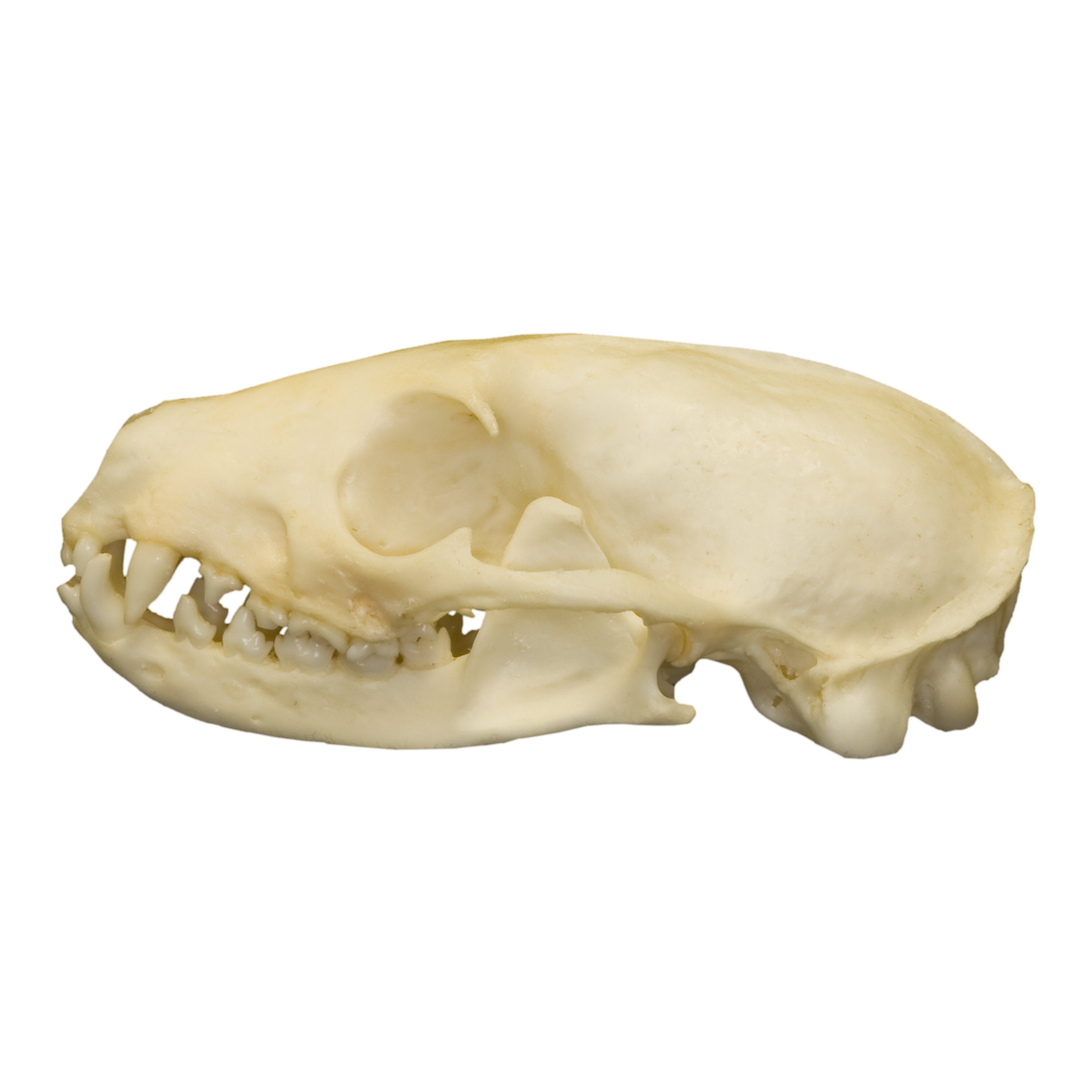 Real Flat-Headed Kusimanse Skull - Authentic Animal Skull Specimen for Taxidermy, Oddity Collections & Gothic Decor | Perfect for Halloween, Cabinets of Curiosity & Dark Academia Aesthetics