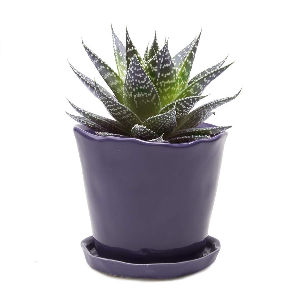 CHIVE ‘Tika’ 5 Inch Big Succulent Pot - Modern Purple Planter for Indoor Plants - Home & Kitchen Decor - Perfect for Windowsills, Desks, and Office Spaces