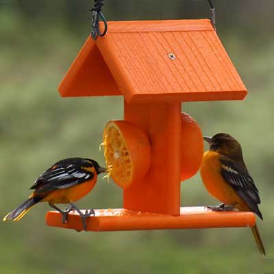 Woodlink Going Green Recycled Plastic Oriole Bird Feeder - Attract Orioles with Eco-Friendly Fruit Feeder for Backyard Bird Watching & Garden Decoration
