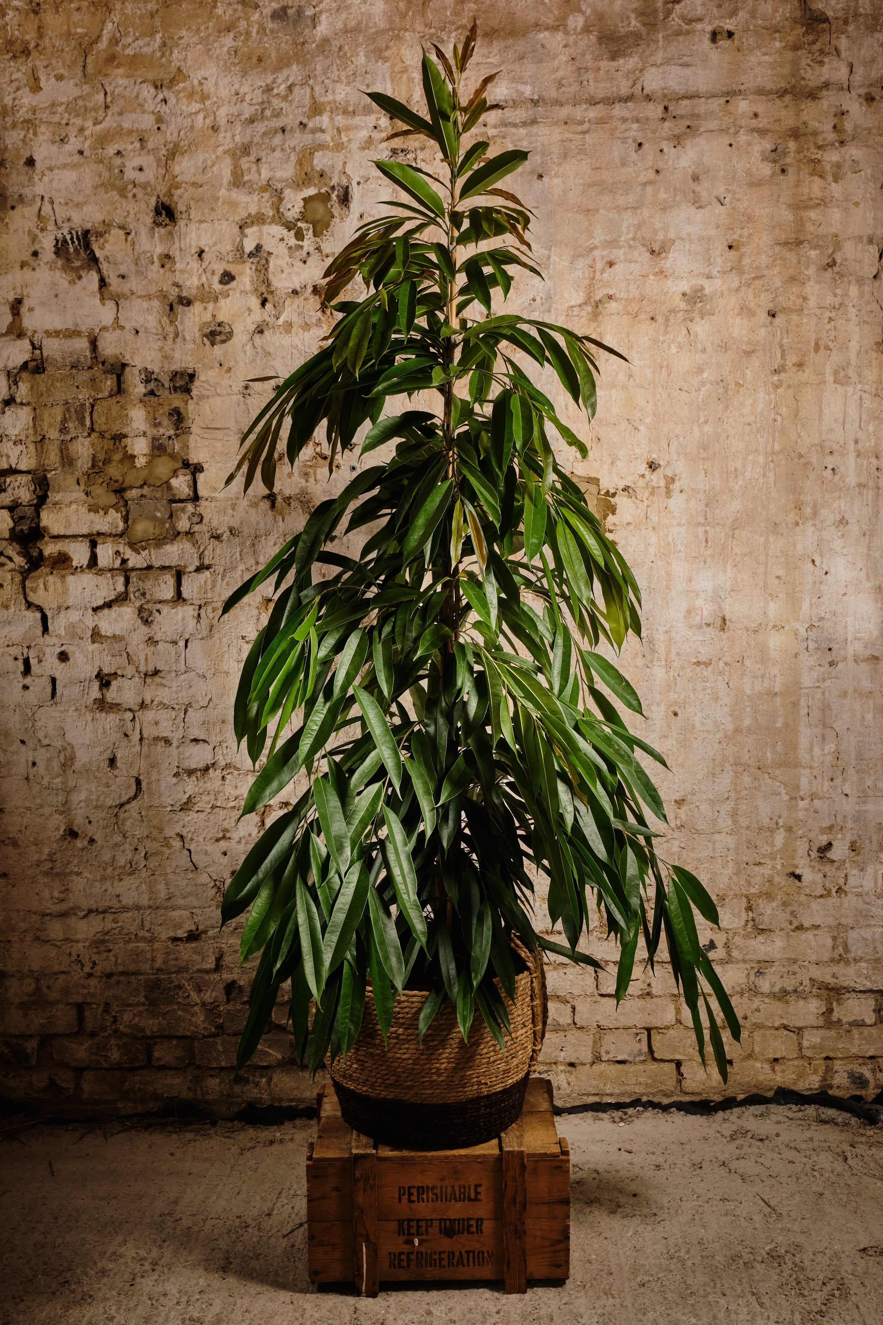 Ficus Alii Plant - Live Indoor Tree for Home & Office Decor | Easy Care Houseplant | Perfect for Living Room, Bedroom, or Workspace | Local Delivery & Click & Collect Available