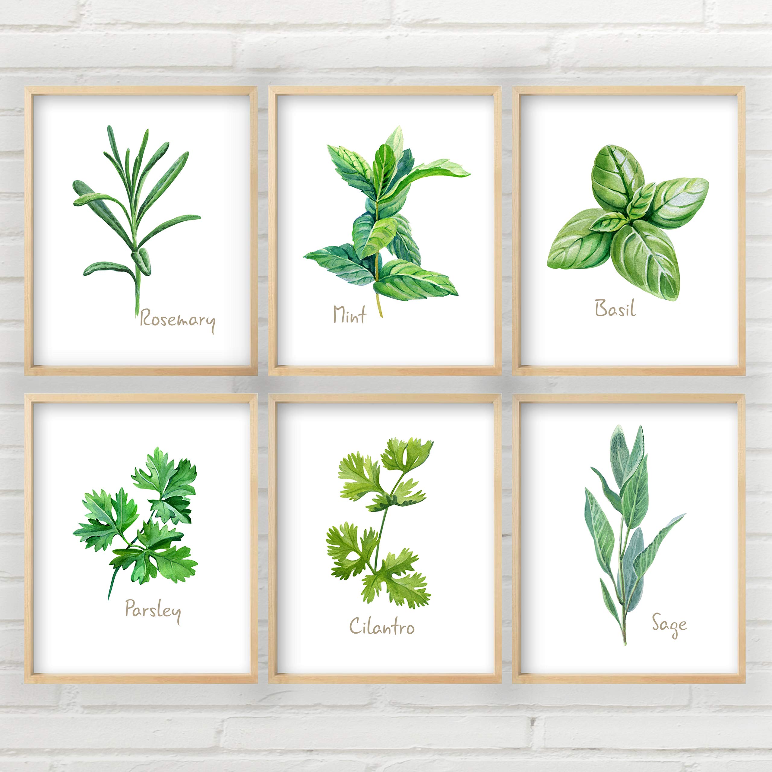 Botanical Kitchen Herbs Art Prints - Set of 6 Watercolor Unframed Wall Decor, Multiple Sizes (8x10, 11x14, 16x20) - Perfect for Farmhouse Kitchen, Dining Room, or Herb Garden Decor