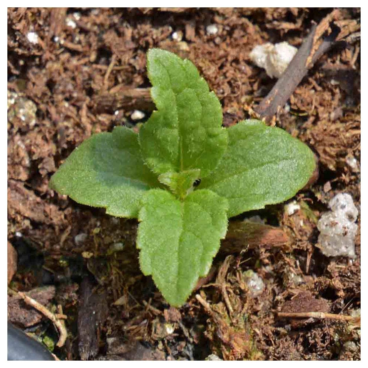 Everwilde Farms - 2000 Joe Pye Weed Native Wildflower Seeds - Gold Vault Jumbo Seed Packet for Pollinator Gardens & Natural Landscaping