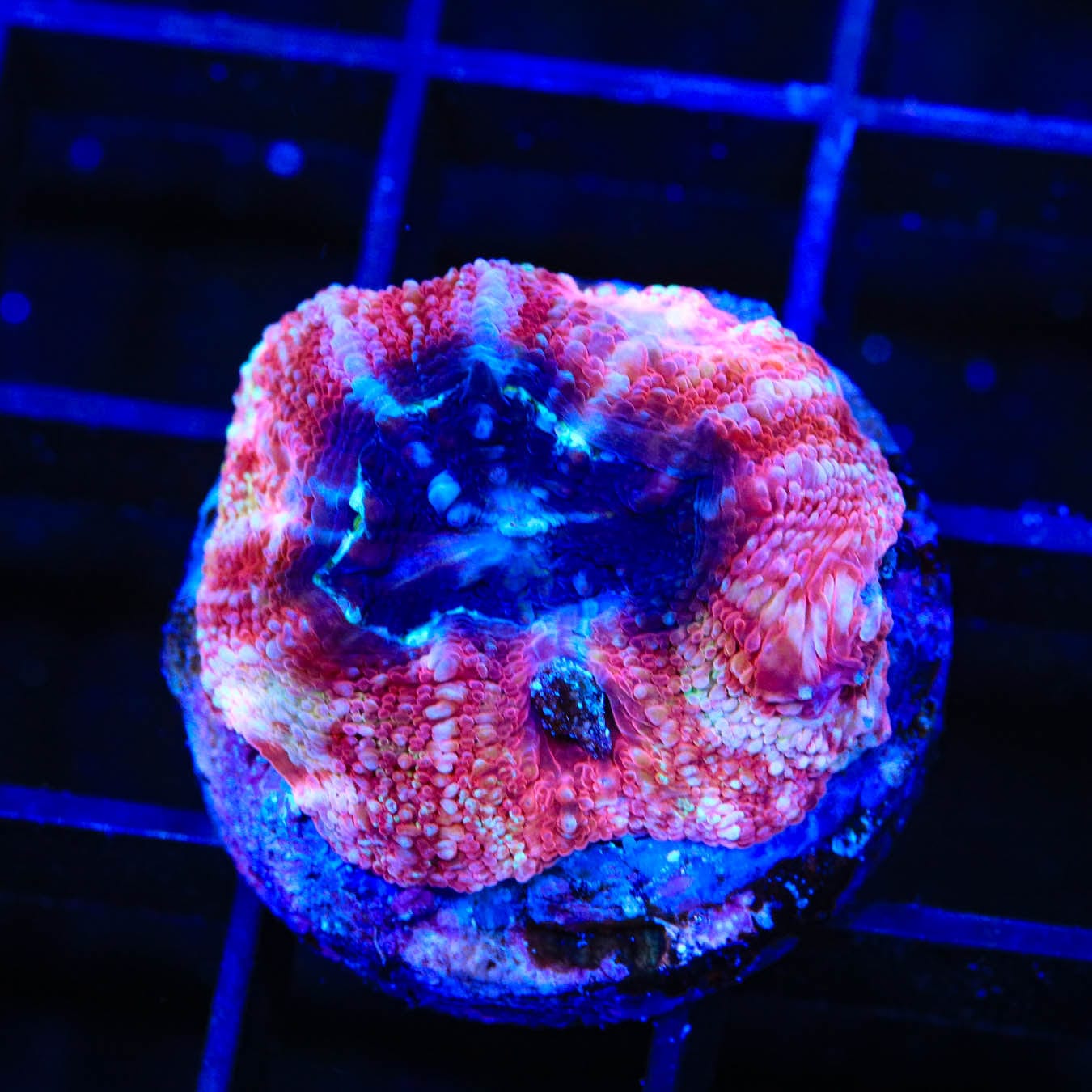 Cherry Pie Bowerbanki Coral - Vibrant Live Coral for Saltwater Aquariums | Perfect for Reef Tanks, Marine Displays & Aquatic Decor