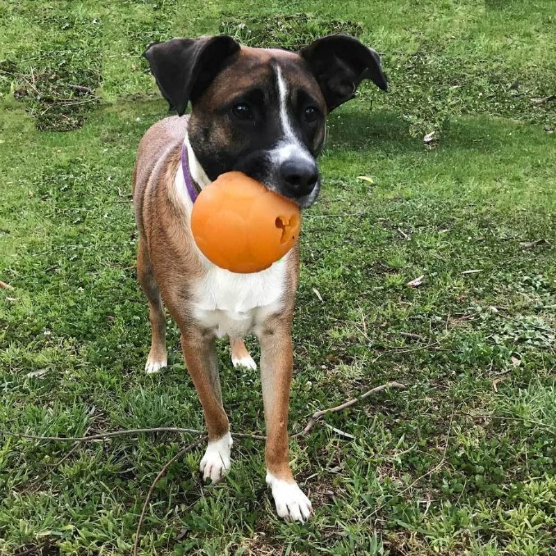 Aussie Dog Buddy Ball Medium - Durable Fetch Toy for Active Dogs, Perfect for Outdoor Play & Training - Great for Beach, Park, and Backyard Fun