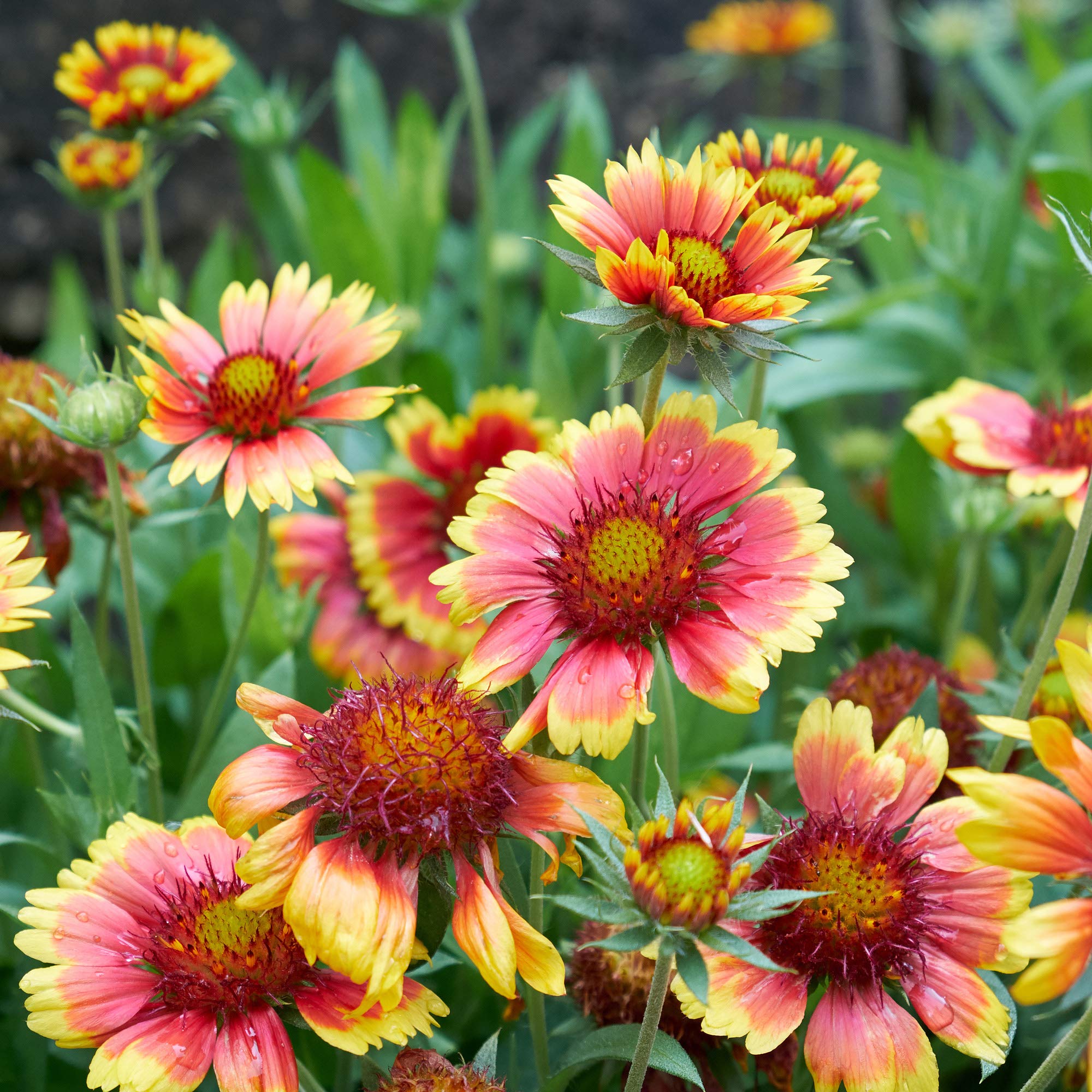 Outsidepride 1/4 lb. Perennial Gaillardia Pulchella Red Indian Blanket Wildflower Seeds for Planting - Drought Tolerant Flower Seeds for Gardens, Landscaping & Pollinator-Friendly Yards
