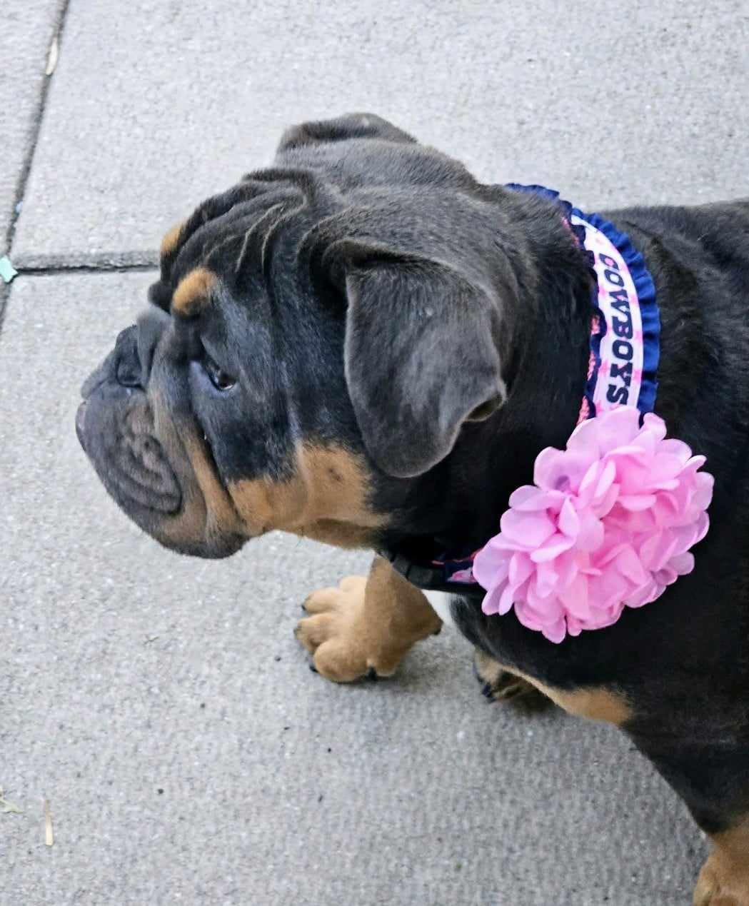Pink Cowboy Dog Collar for Small Medium Large Dogs - Western Style Pet Collar with Rhinestones - Perfect for Costume Parties, Rodeos & Cowboy Themed Events