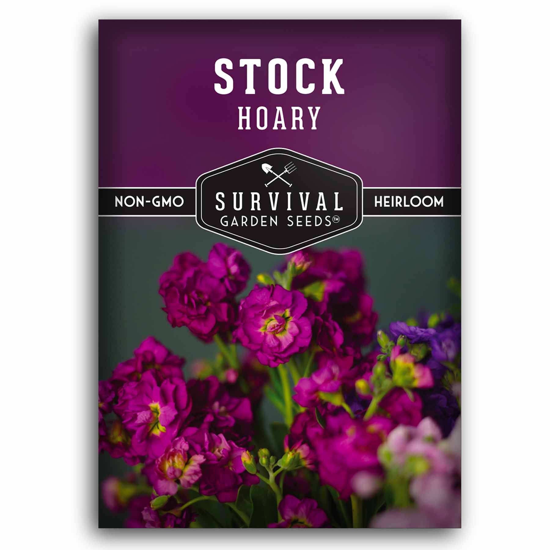 Hoary Stock Seeds - Gillyflower (Matthiola Incana) for Garden Planting, Landscaping & Floral Arrangements | Fragrant Cut Flowers for Bouquets & Home Decor