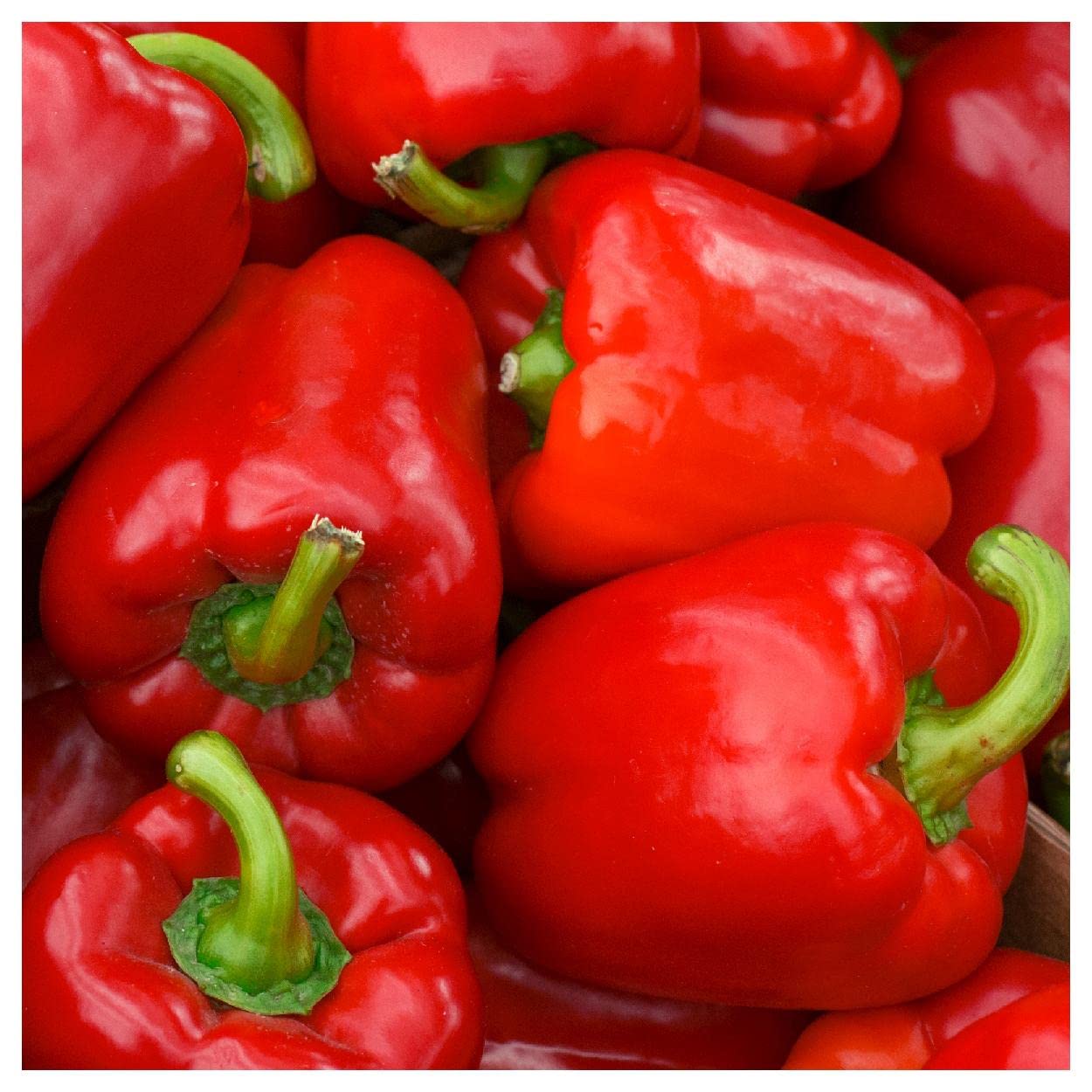 Everwilde Farms - 1 Oz Big Red Sweet Pepper Seeds - Non-GMO, Heirloom, High Yield - Perfect for Home Gardening, Canning, and Fresh Eating