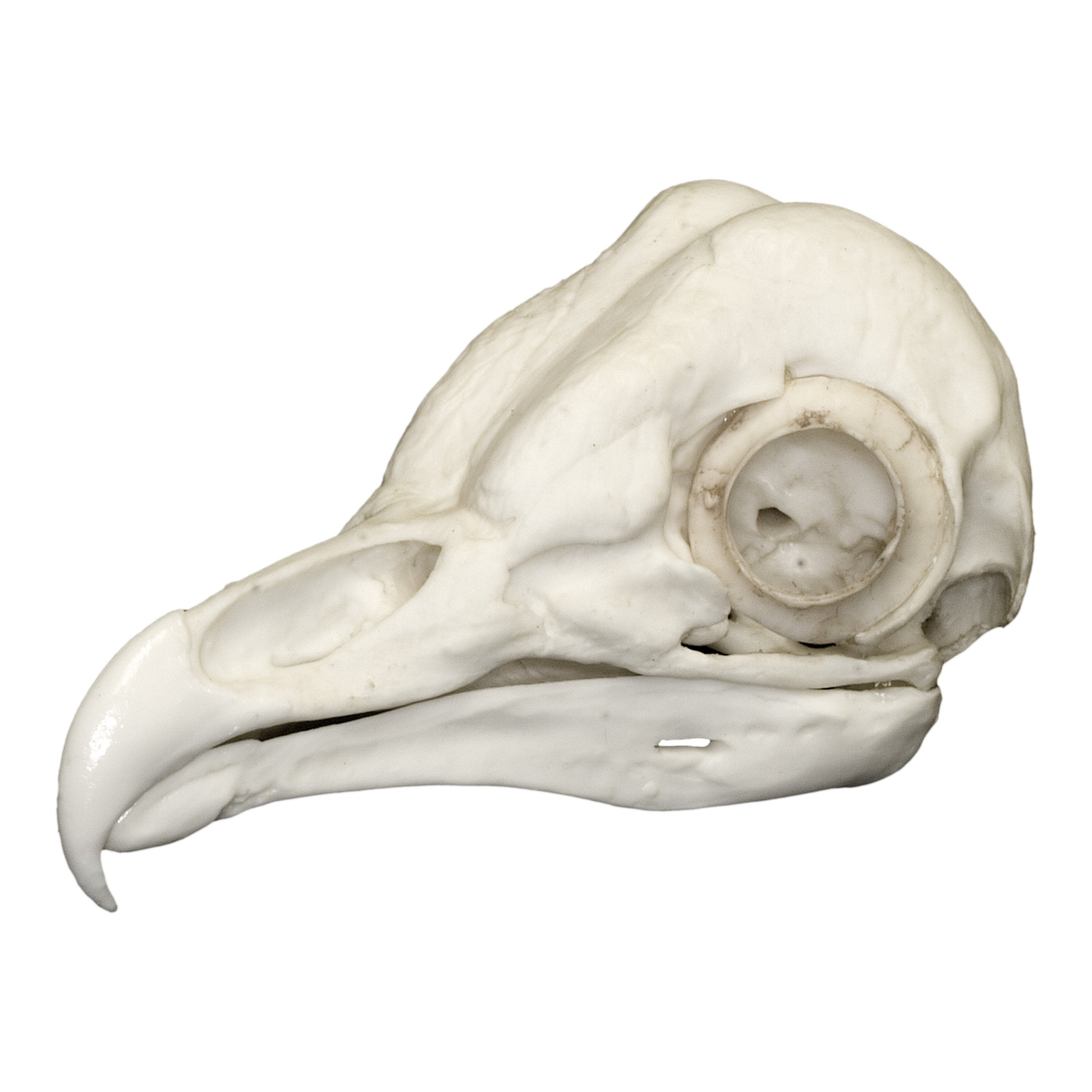 Authentic Replica Barn Owl Skull - Realistic Taxidermy Decoration for Home, Gothic Decor, Halloween Props & Science Education Display