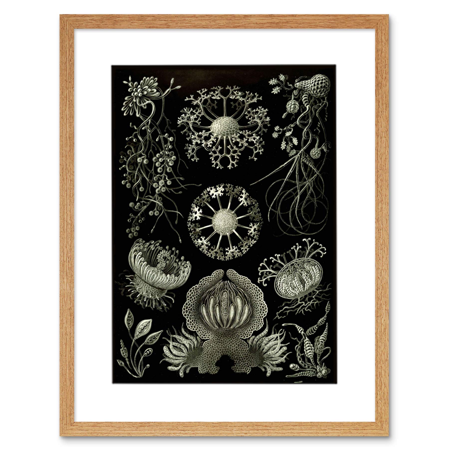 Vintage Ernst Haeckel Plankton Sea Art Print - Framed Marine Biology Wall Decor (12x16 Inches) - Perfect for Home, Office, or Classroom Scientific Display